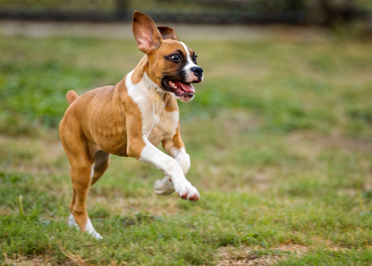 dog-playing-958213_1280.jpg