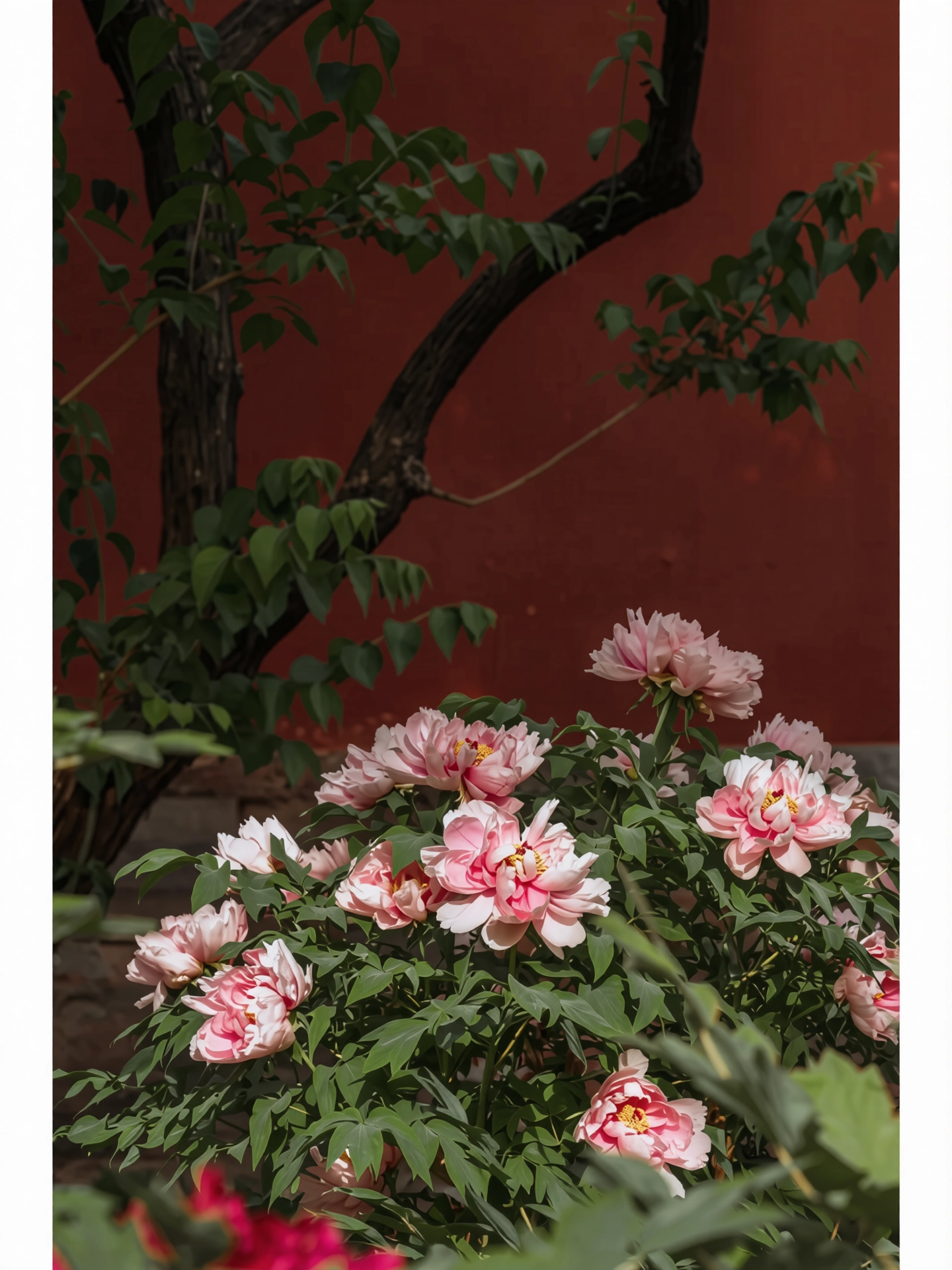229.webp