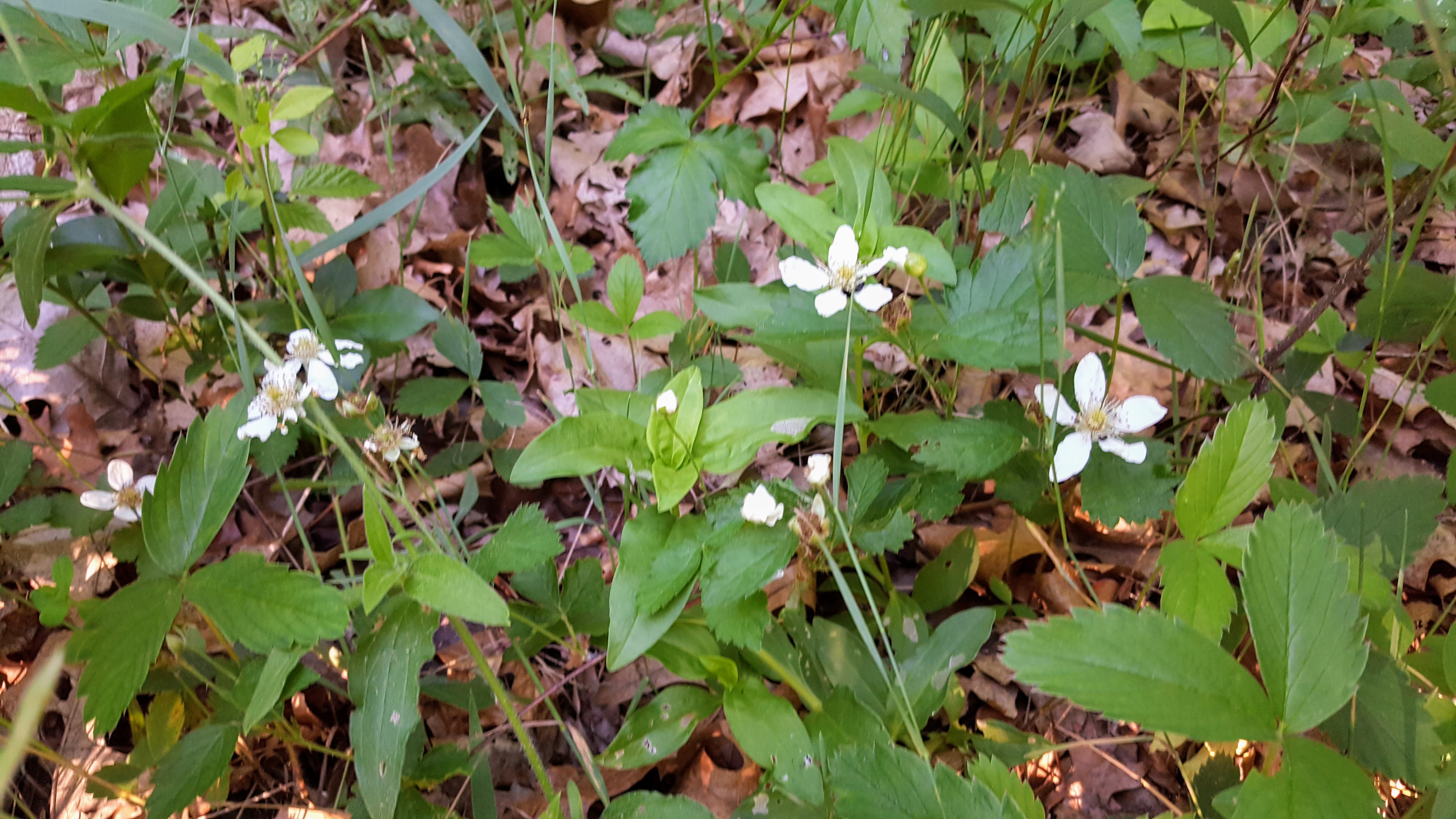 20180605_190922.jpg