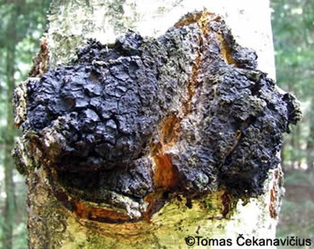 chaga_an_birke.jpg