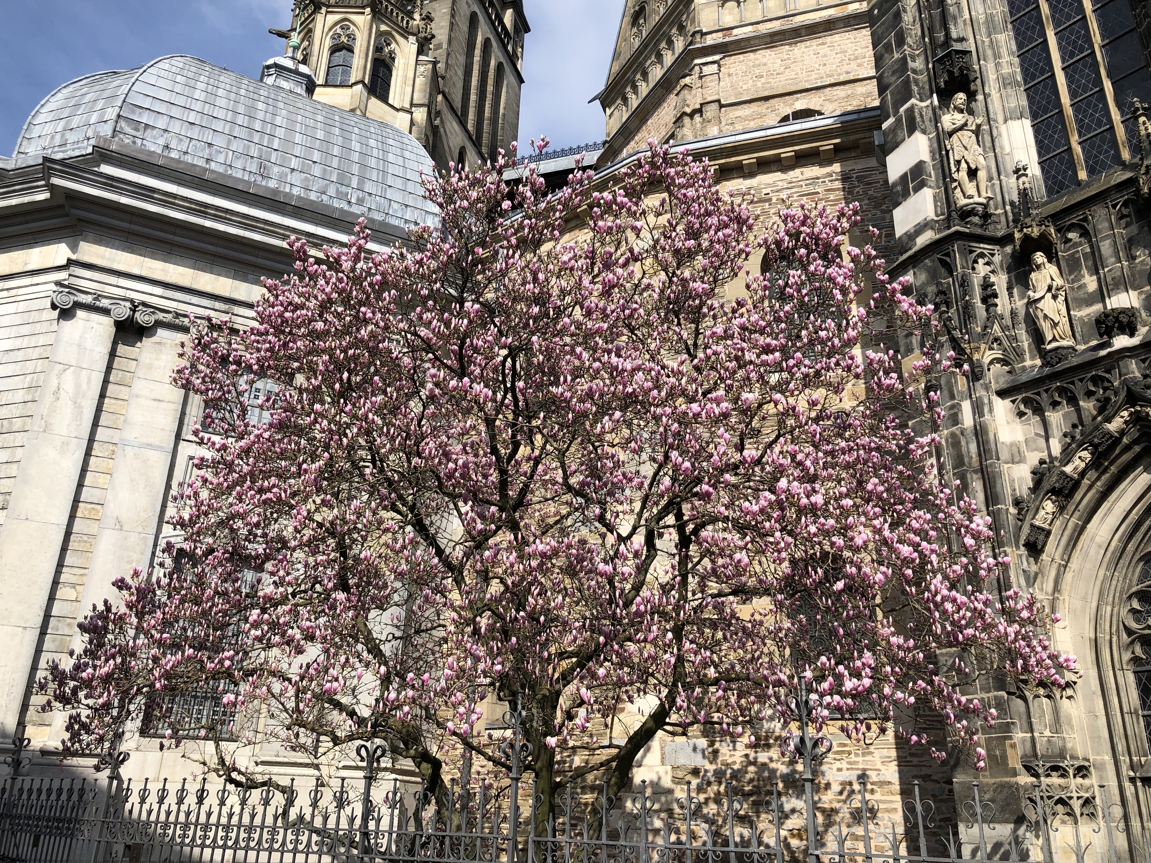 blossom tree 2.jpg