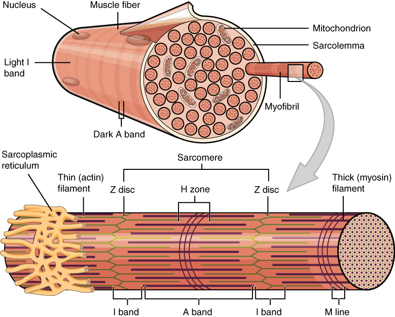 1022_Muscle_Fibers_(small).jpg