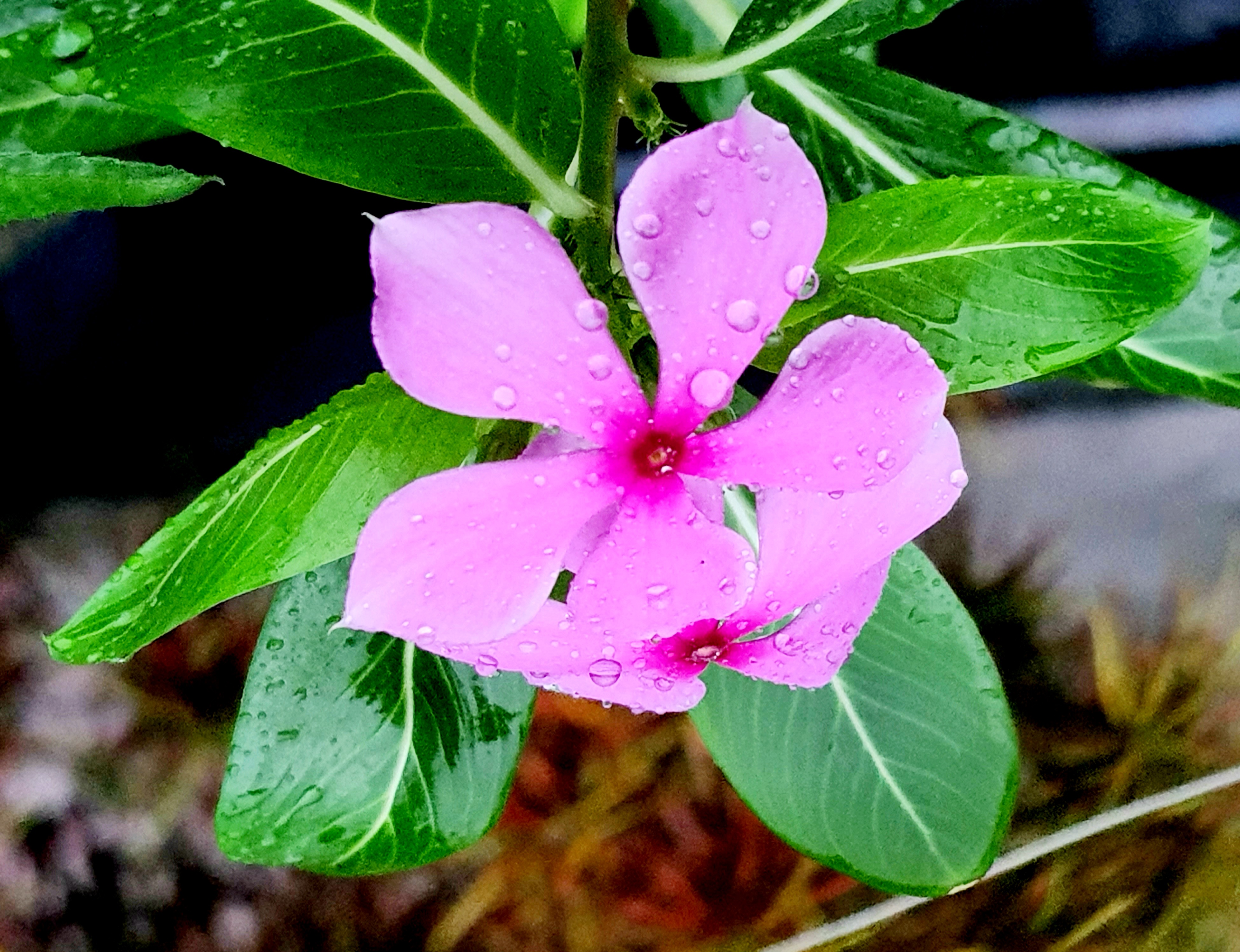 20200703_101456.jpg