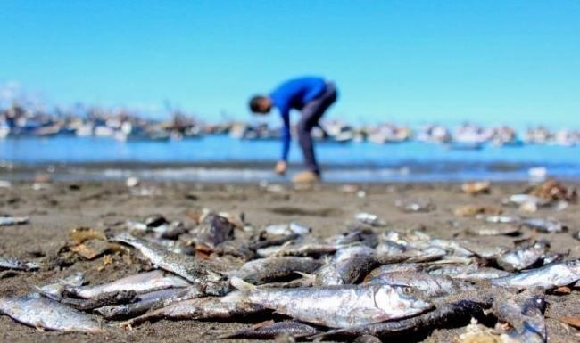 _rz650.1524327816_archive___que_es_lo_que_esta_matando_a_miles_de_peces_en_chile_.jpg
