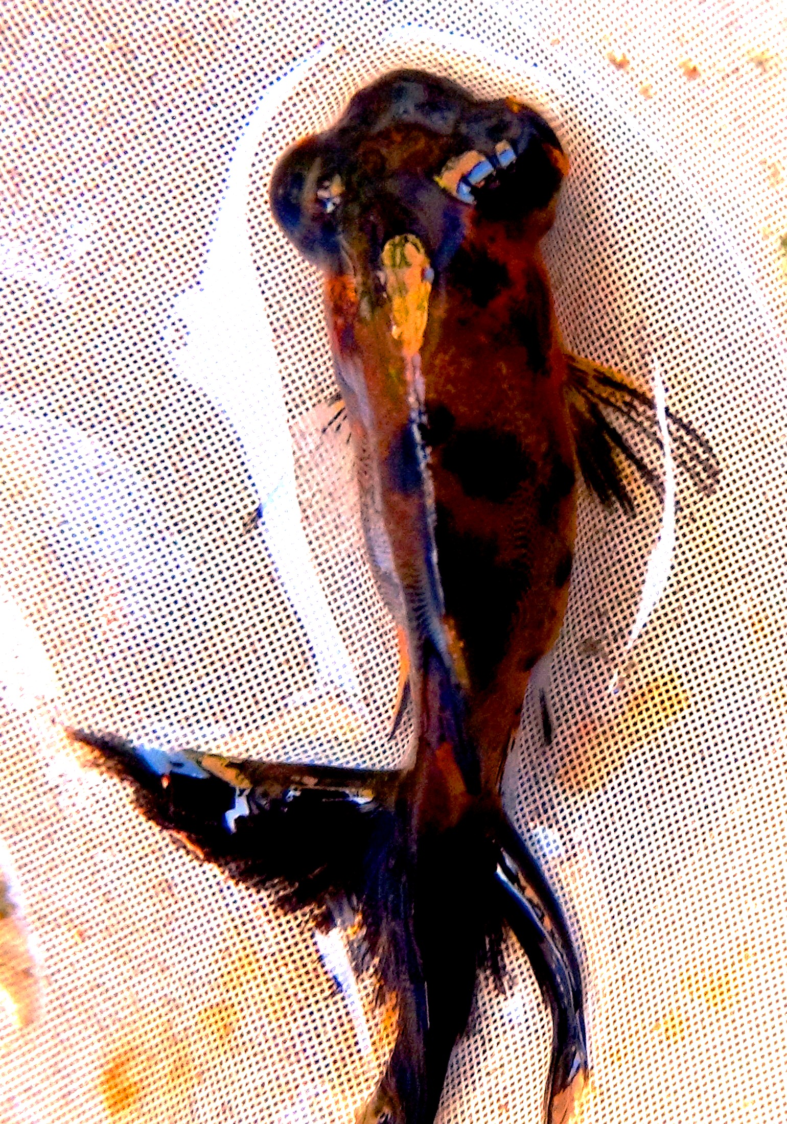 DSC01161.JPG
