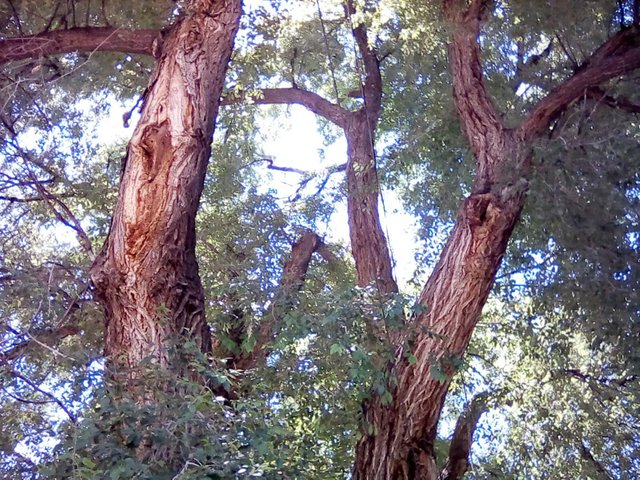 Emmy's real parent tree i think 2.jpg