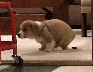 puppy-pooping.gif