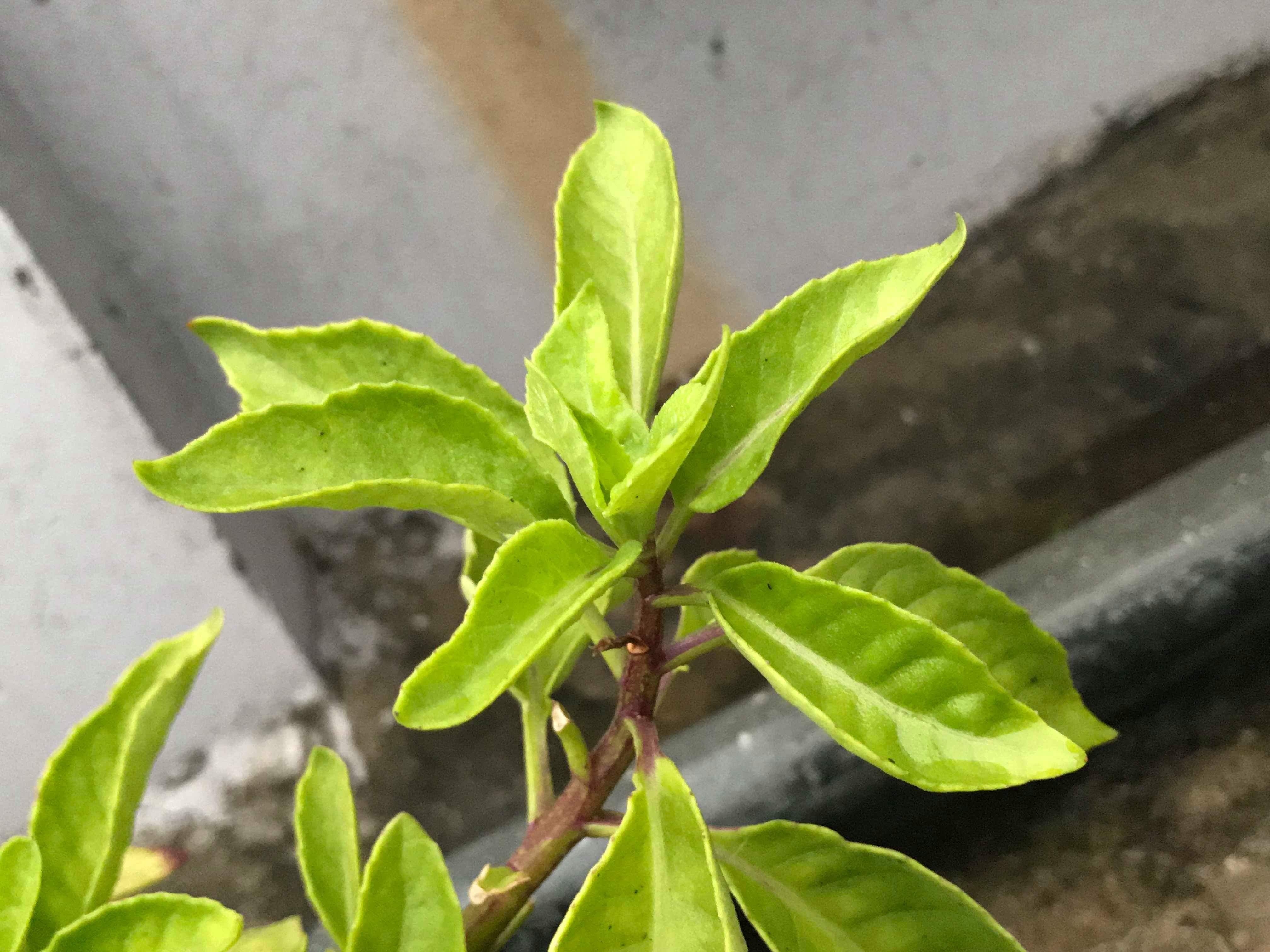 received_365321953959732.jpeg