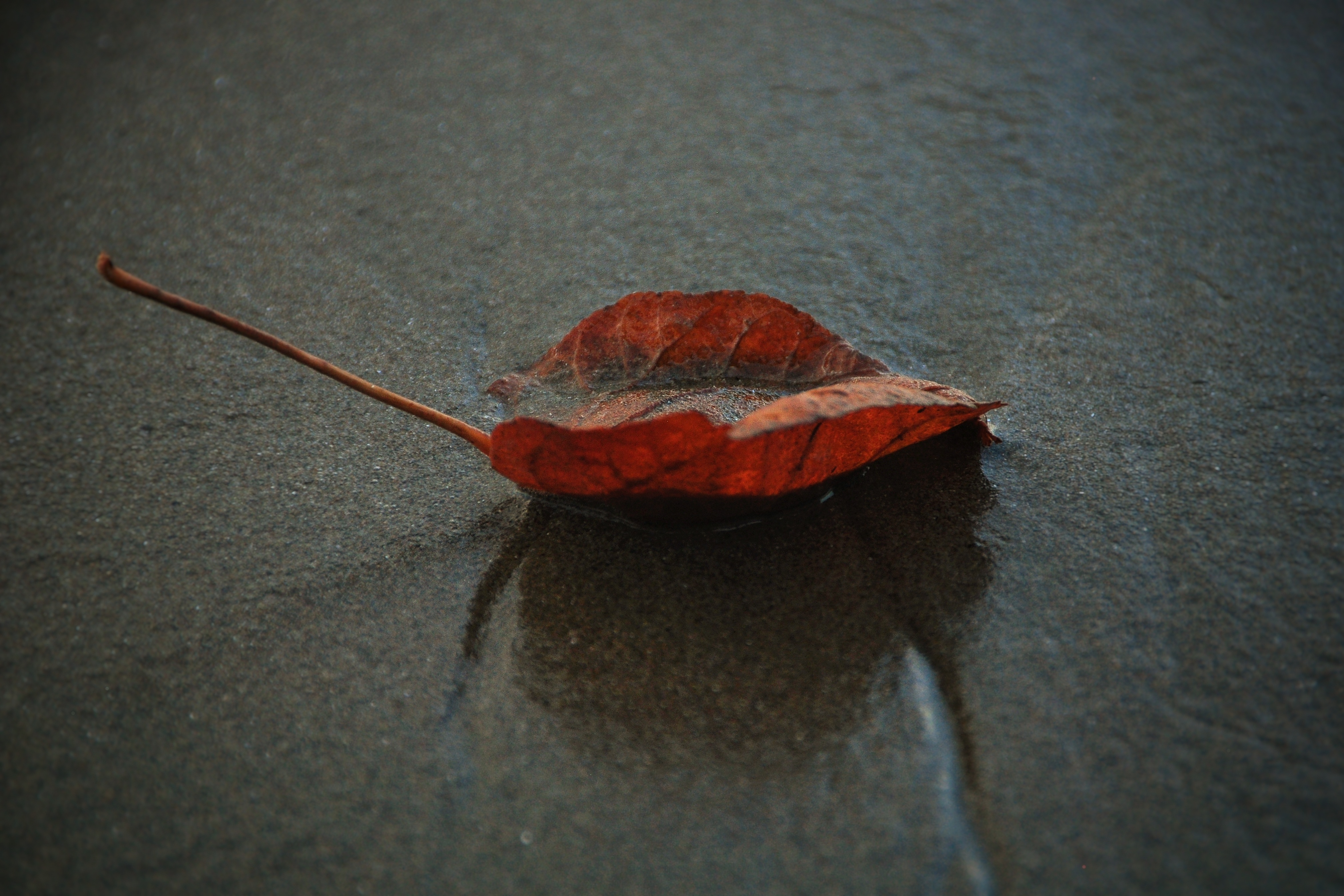 DSC_0913-01.jpeg