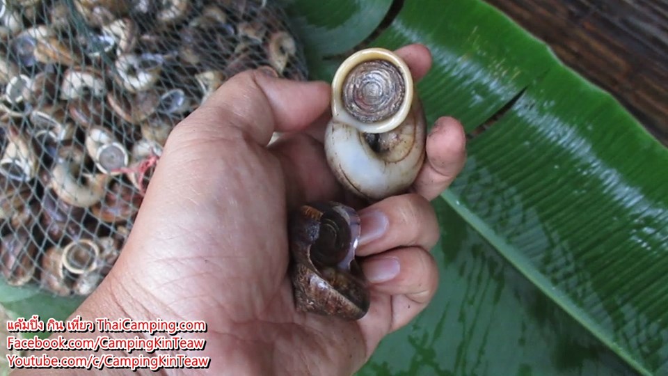 หอยหอม5.jpg