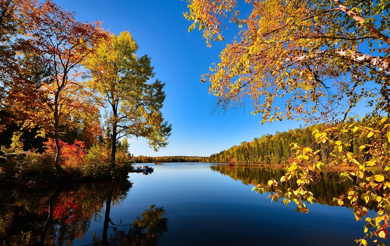 trees-7704294_1280 (1).webp