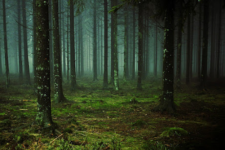 forest-g613bcc03b_1280.jpg