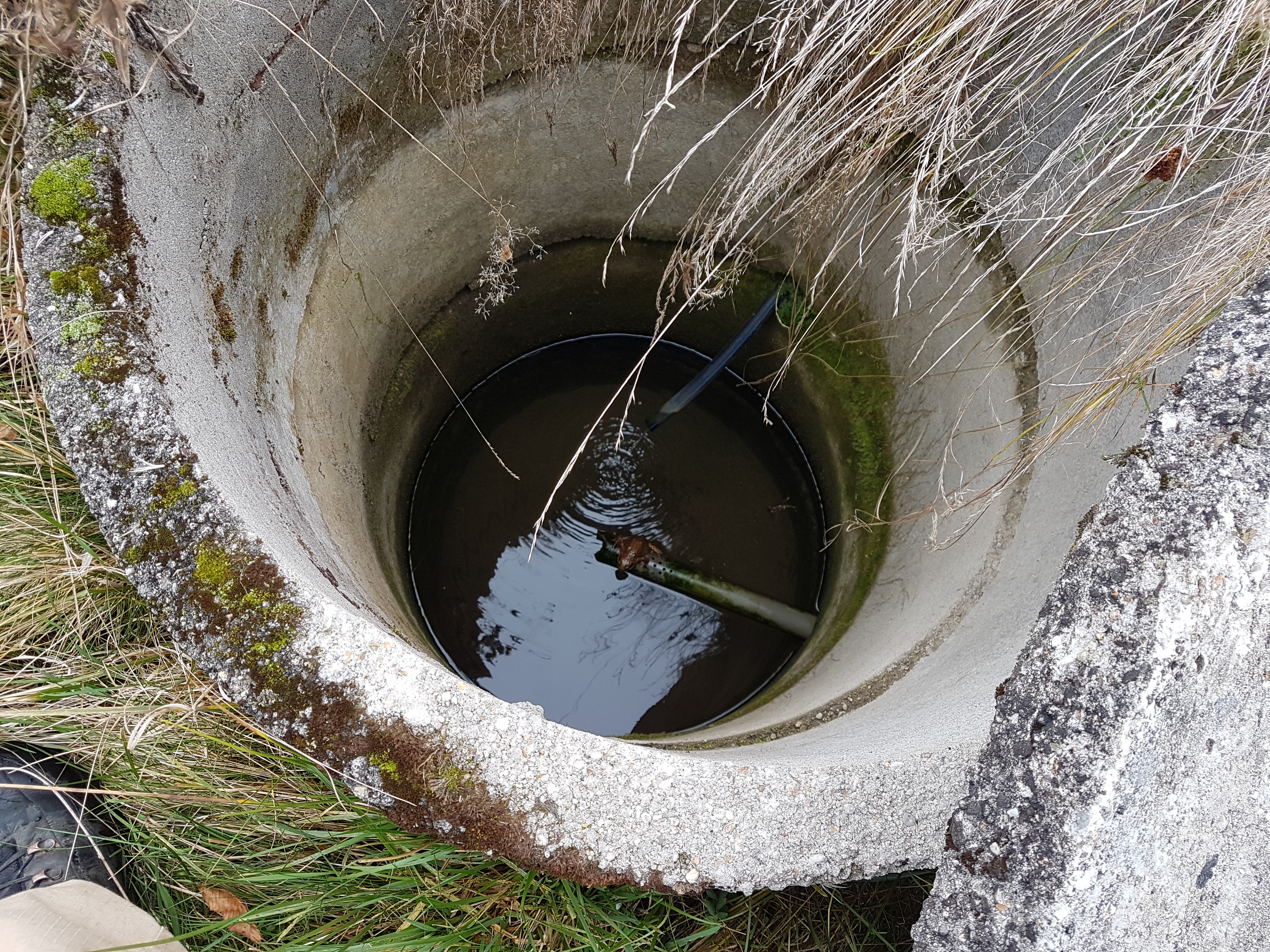 Frog in the pit - 20201025_132139.jpg