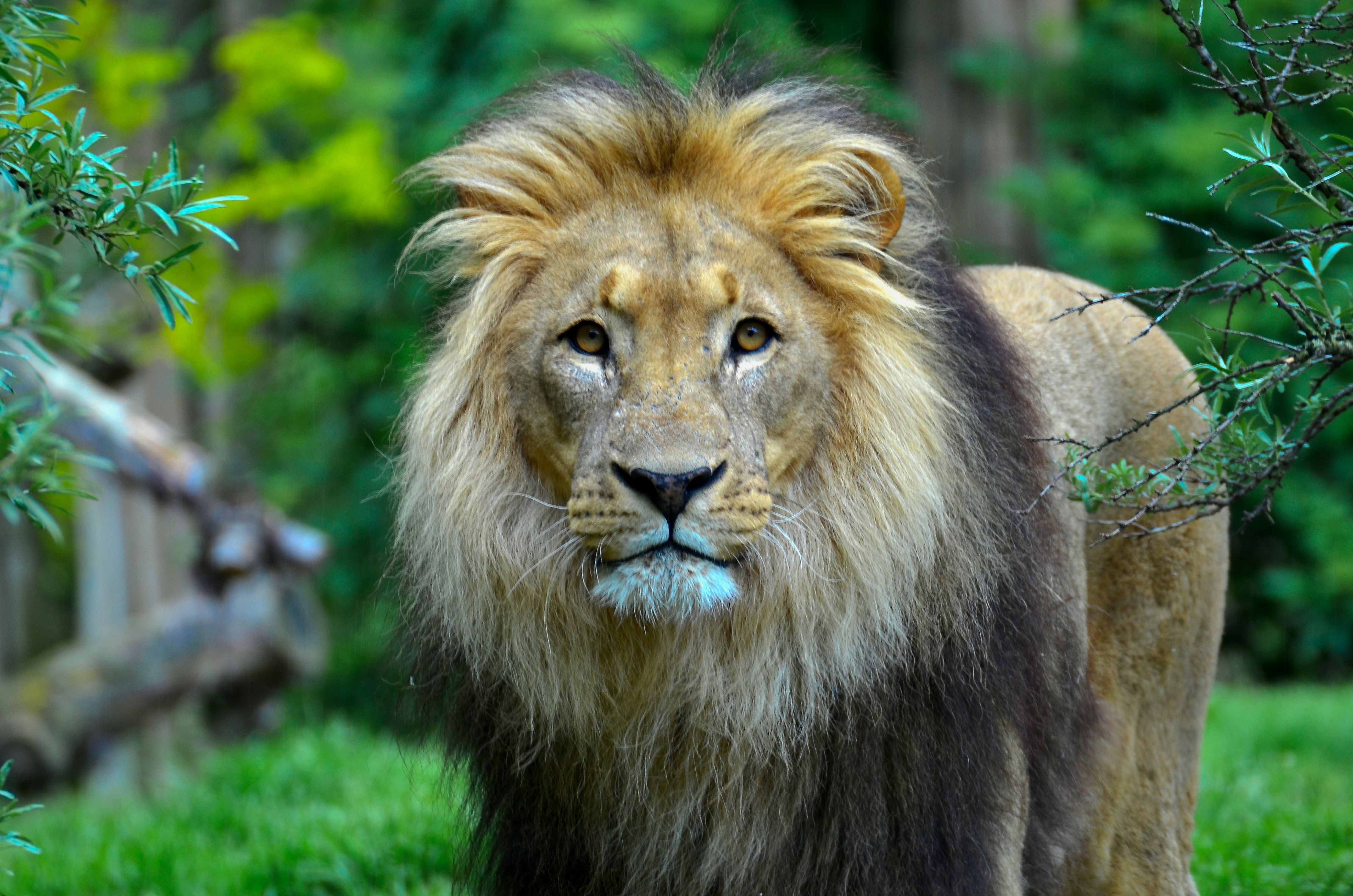 Царь зверей том 2. Лев. Лев царь зверей. Король зверей. Африканский Лев царь зверей.