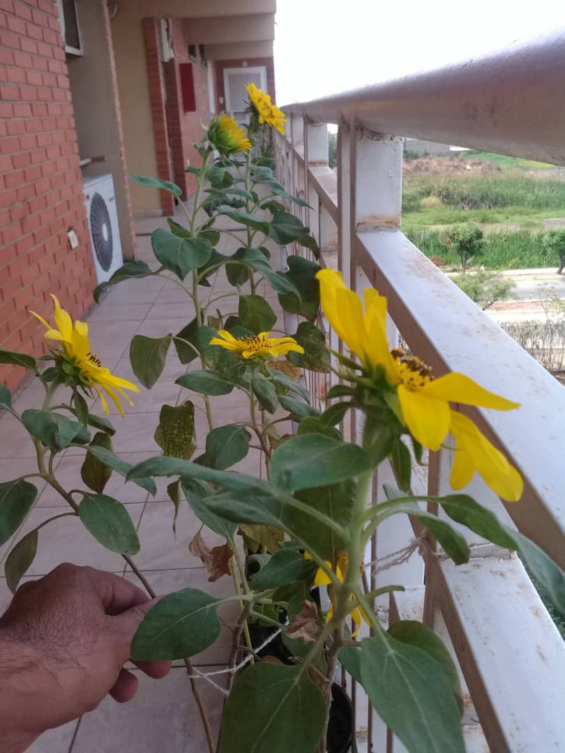WhatsApp Image 2019-04-16 at 8.06.23 PM(1).jpeg