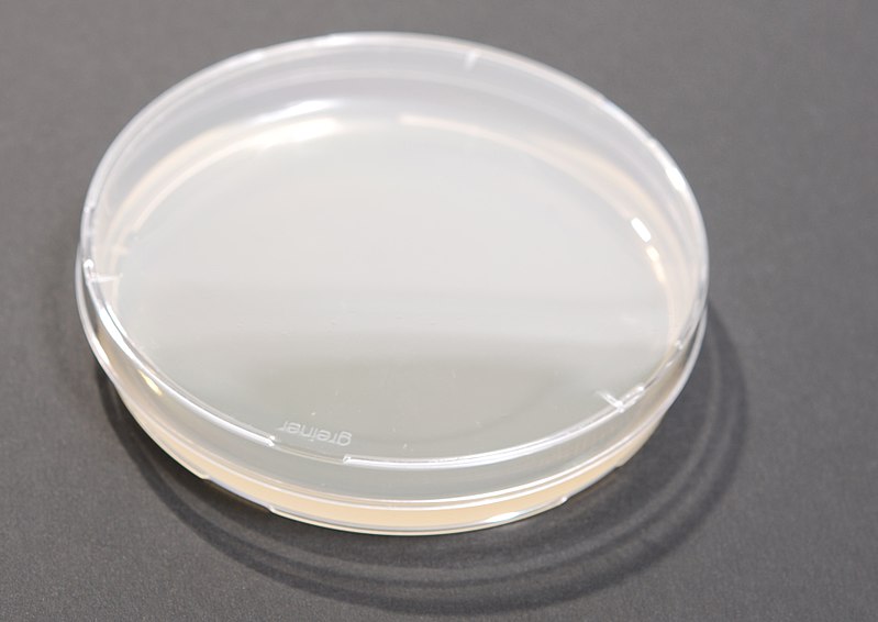 800px-LB_agar_plate.jpg