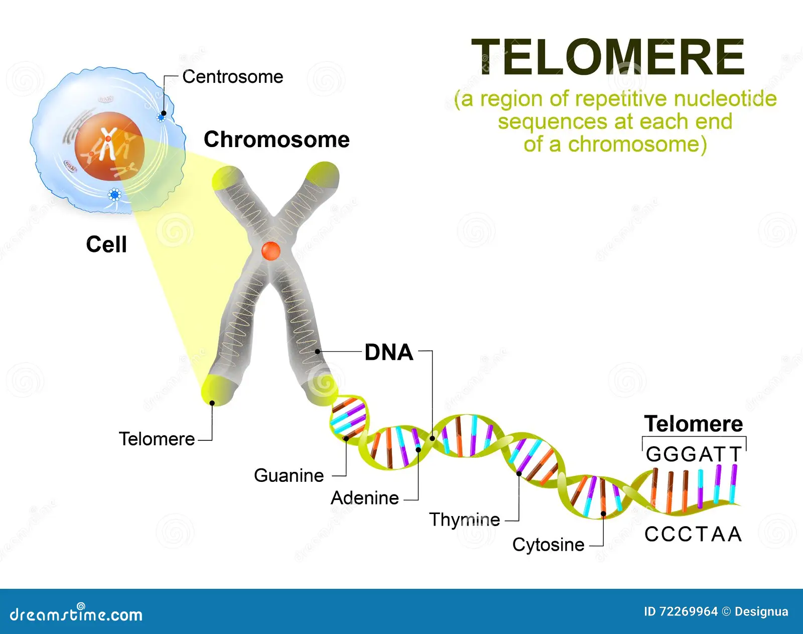 human-cell-chromosome-telomere-repeating-sequence-double-stranded-dna-located-ends-chromosomes-each-time-72269964.webp