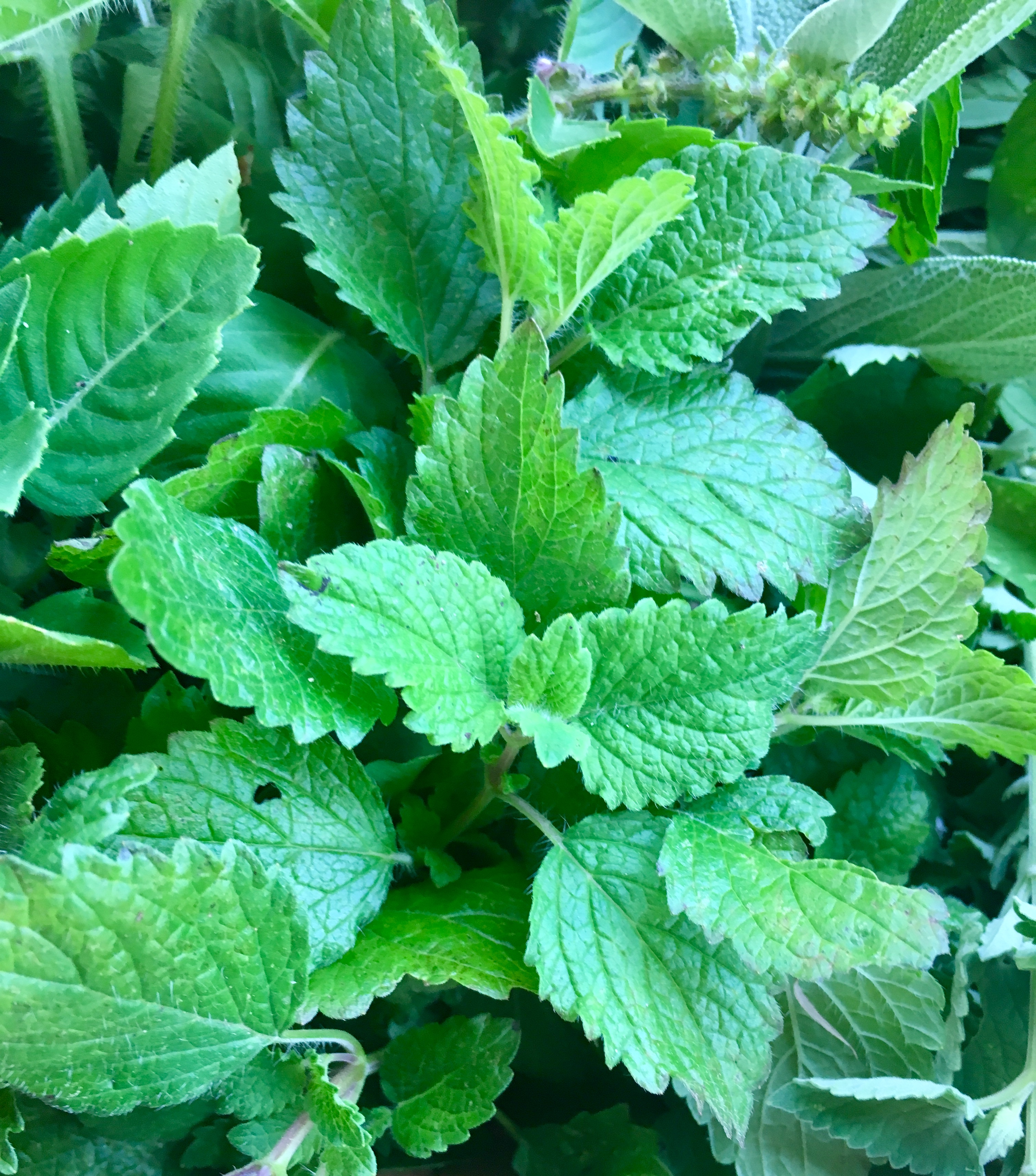 2445AAF5-16C5-4E63-939E-7F2B8CAF8821.jpeg