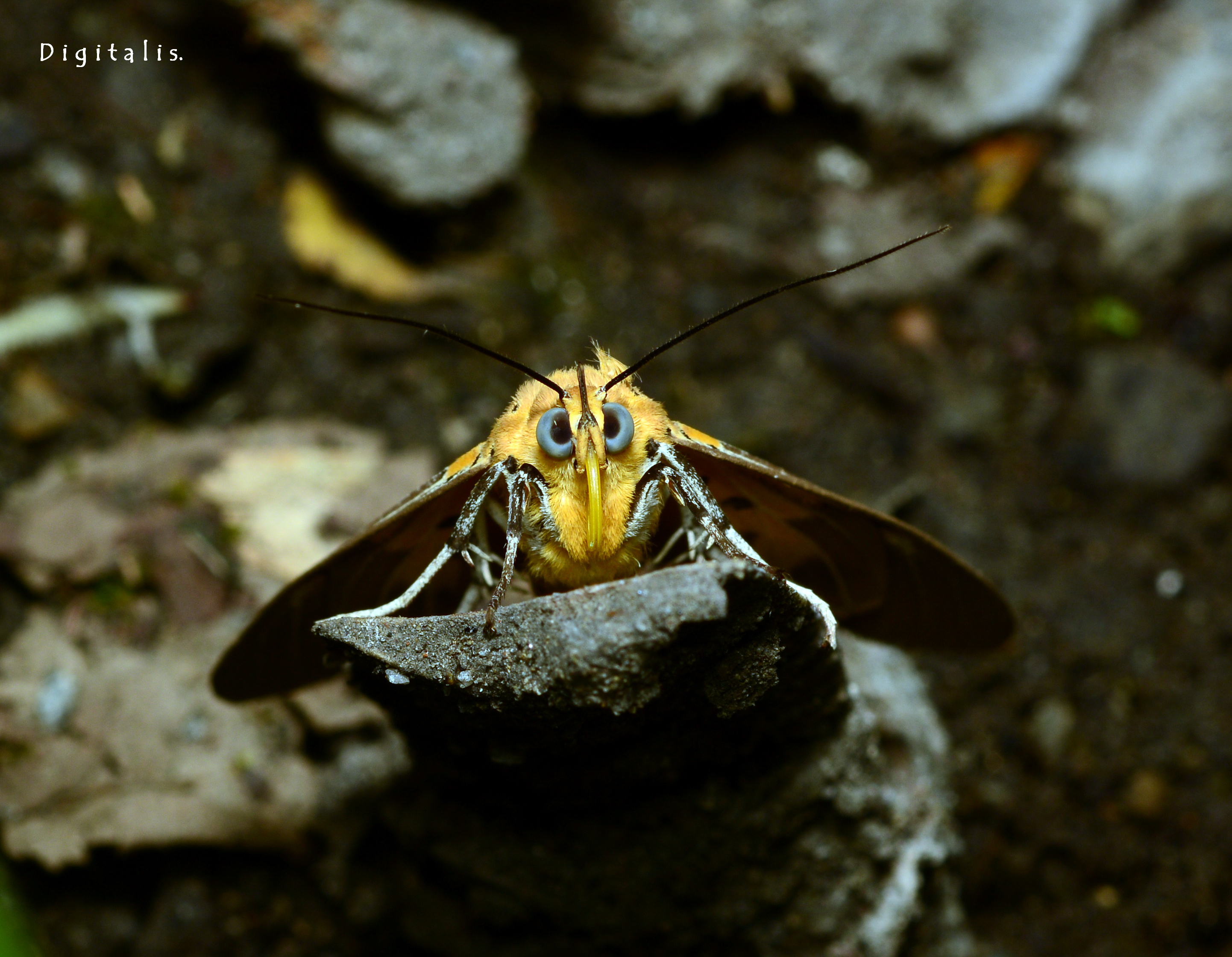 DSC_9448.JPG