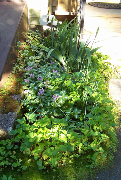 Bulkhead - violets, pink lamium, yellow lamium, white iris crop June 2019.jpg