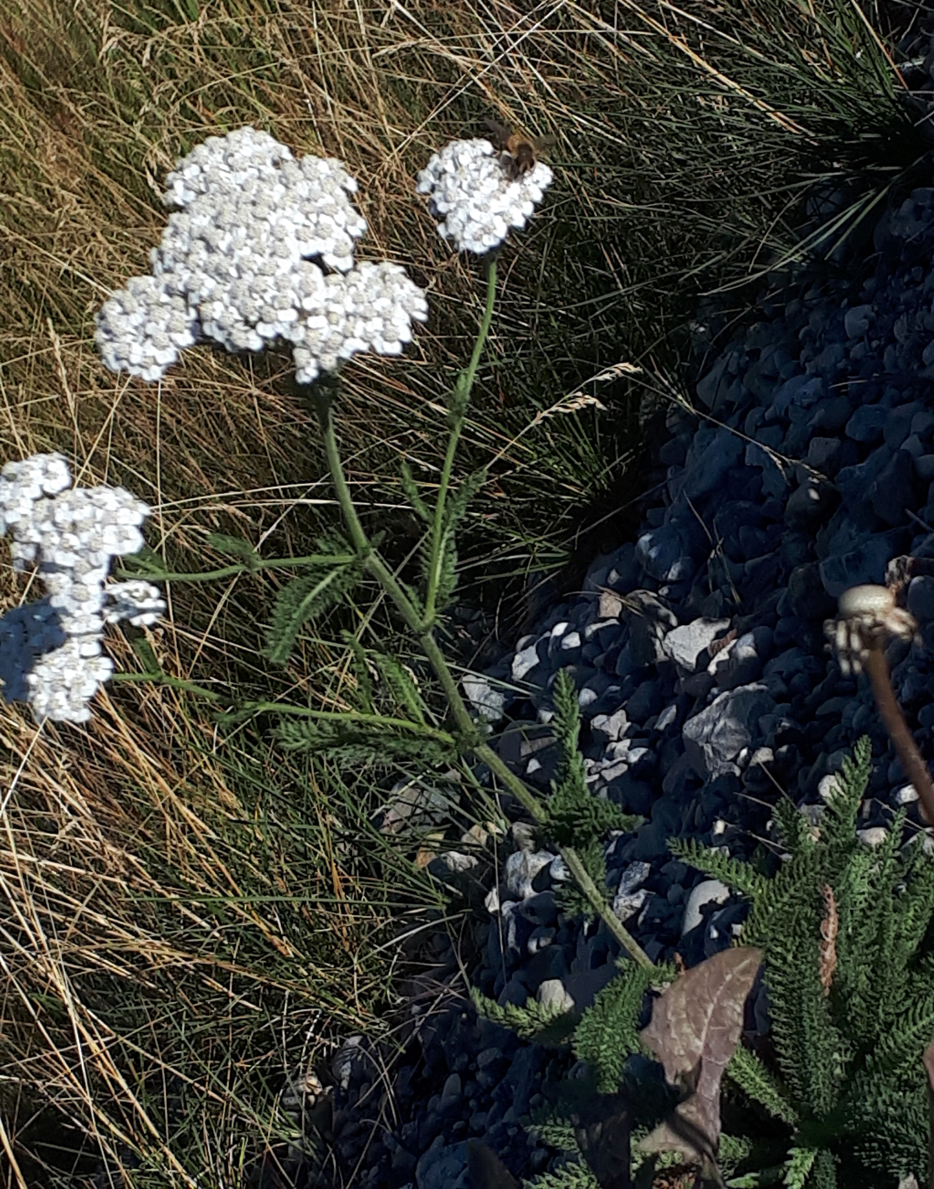 20180902_180253.jpg