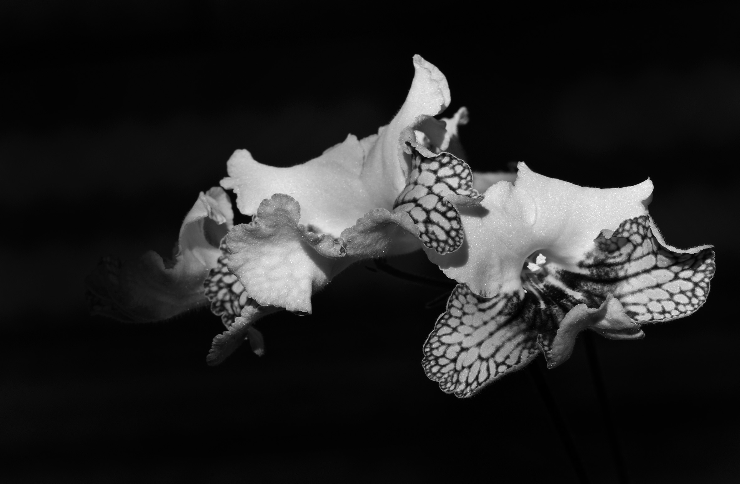 Streptocarpus Harlequin Damsel bw 6.jpg