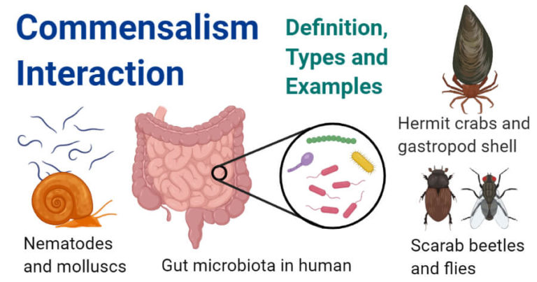 Commensalism-Interaction-768x403.jpeg