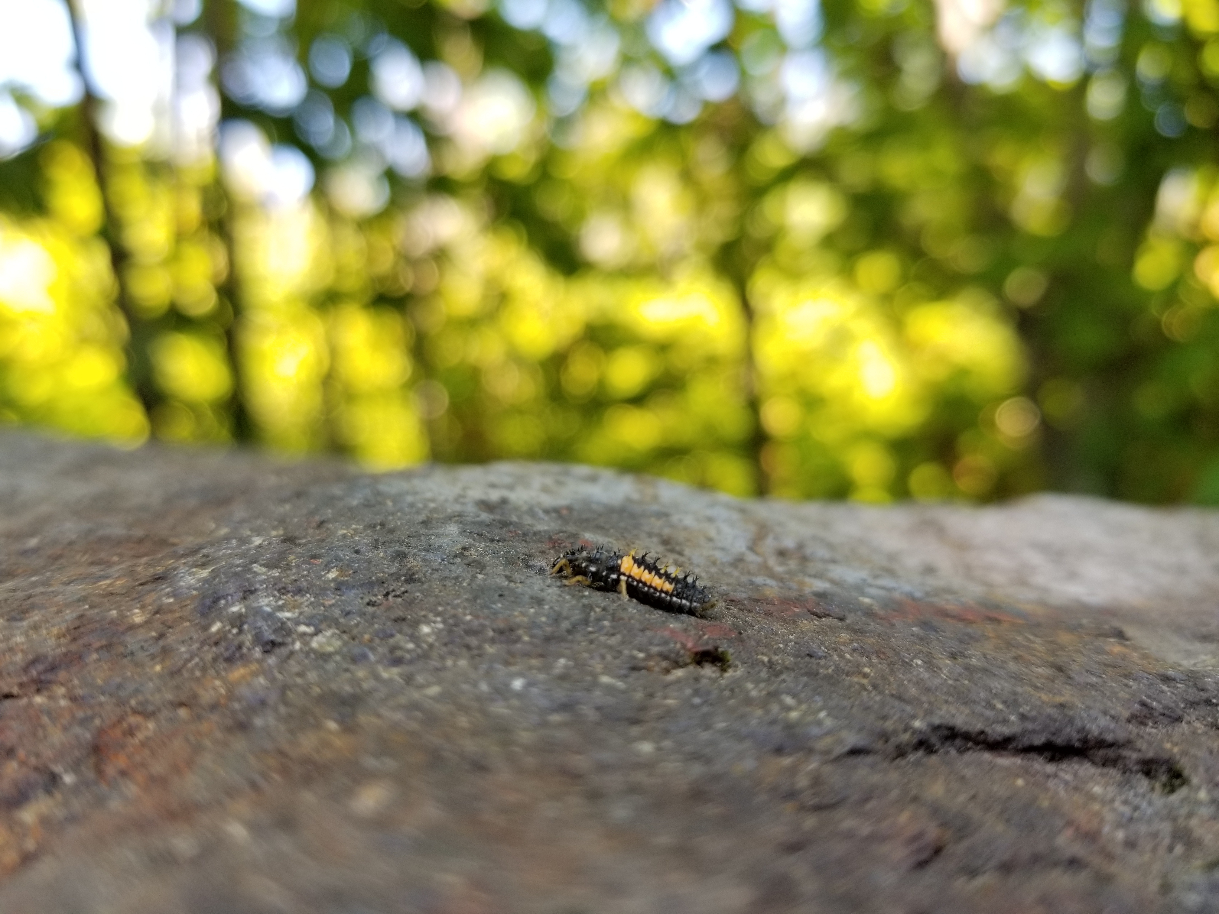 nymph2.jpg