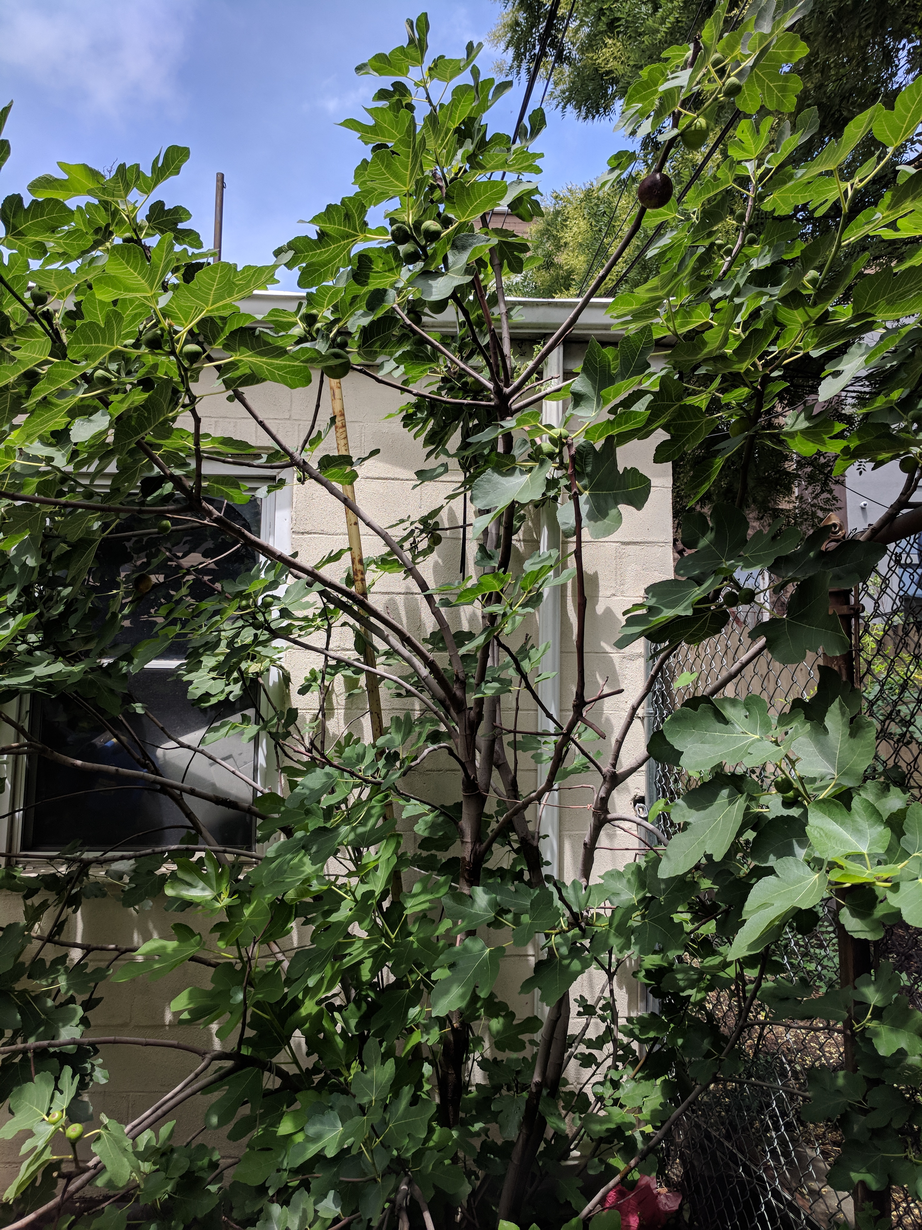 IMG_20180723_132140.jpg