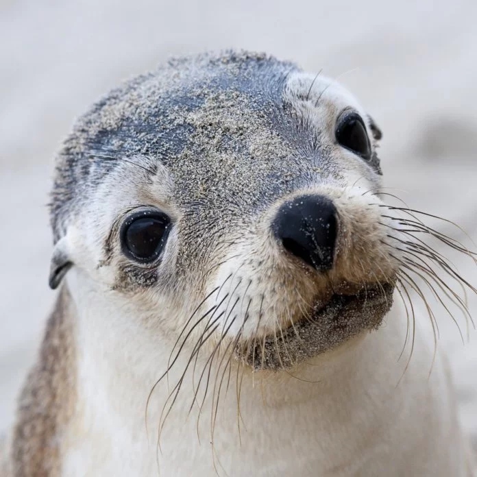 australian-sea-lion-696x696.webp