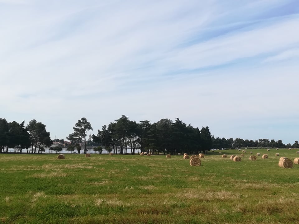 Novigrad_fields.jpg