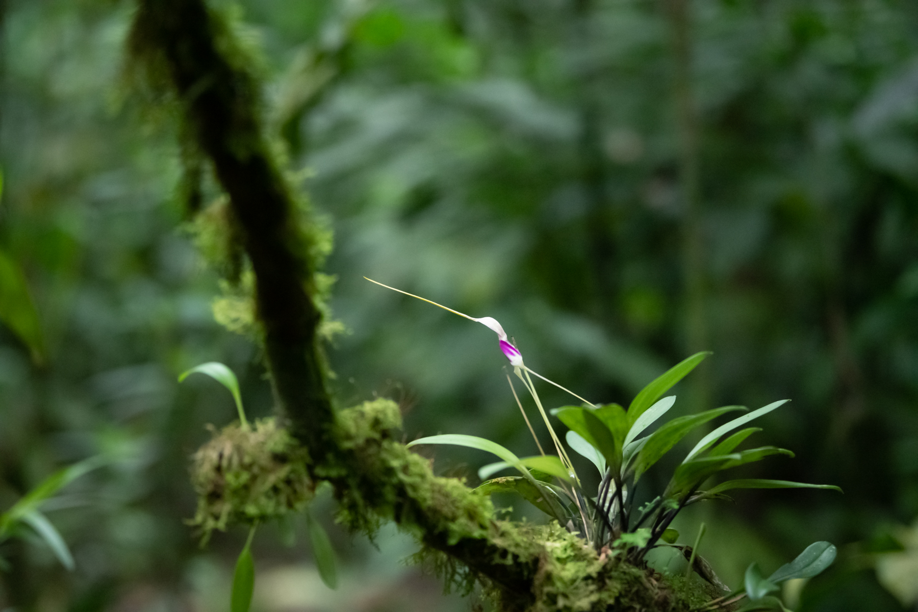 PeruFlowers-MikeBryantPhotography-8.jpg