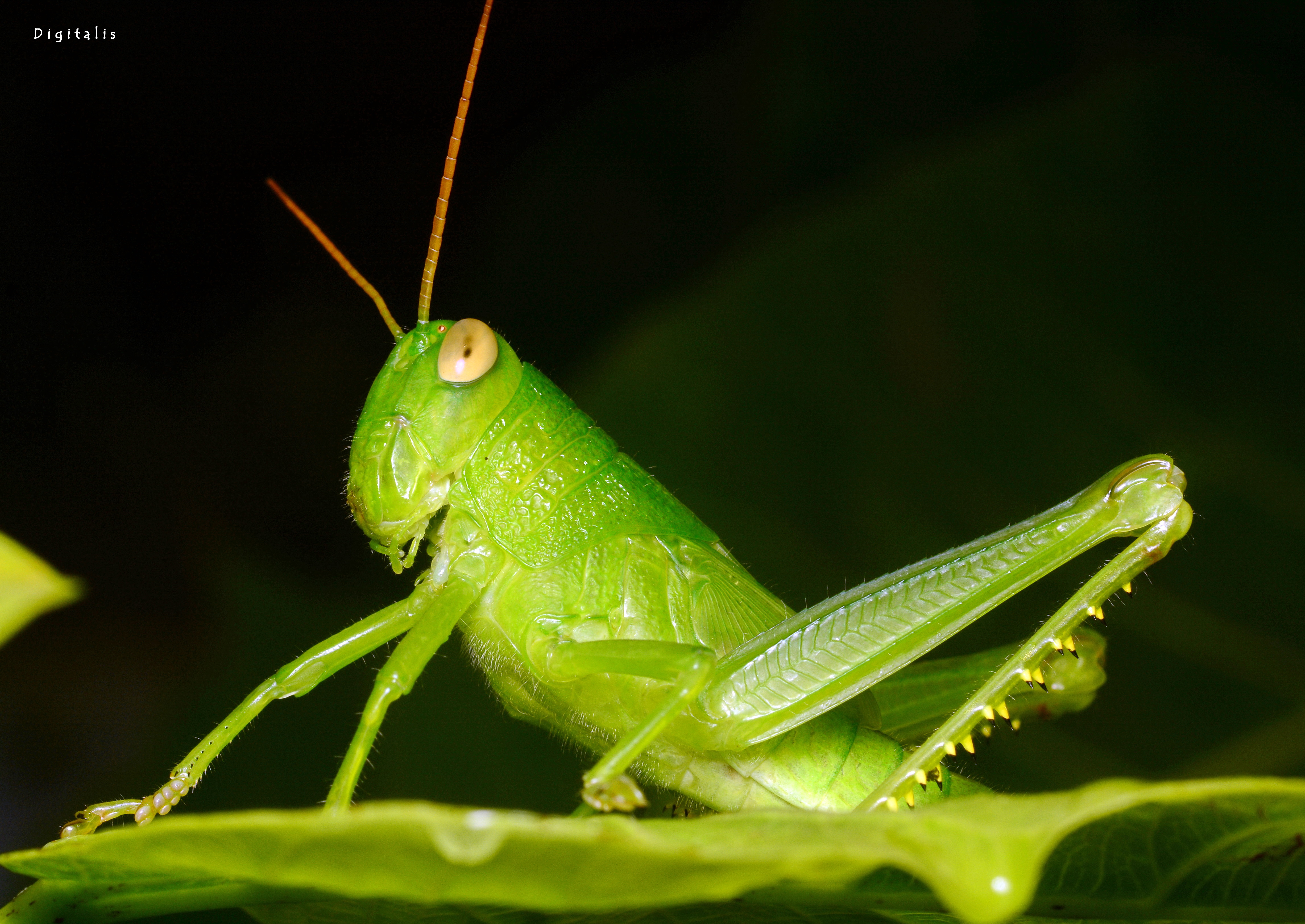 DSC_4375.JPG