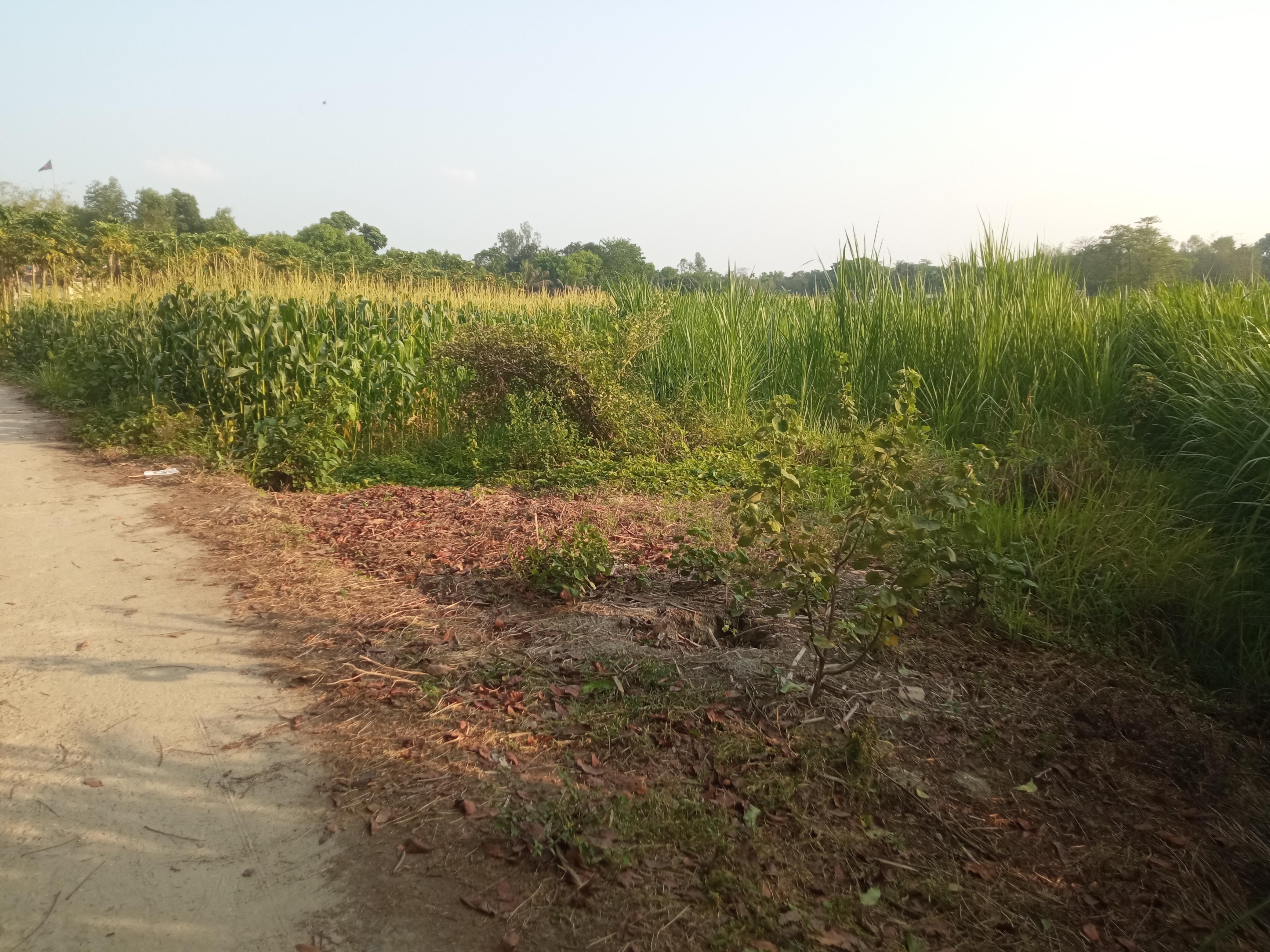 নেচার (4).jpg