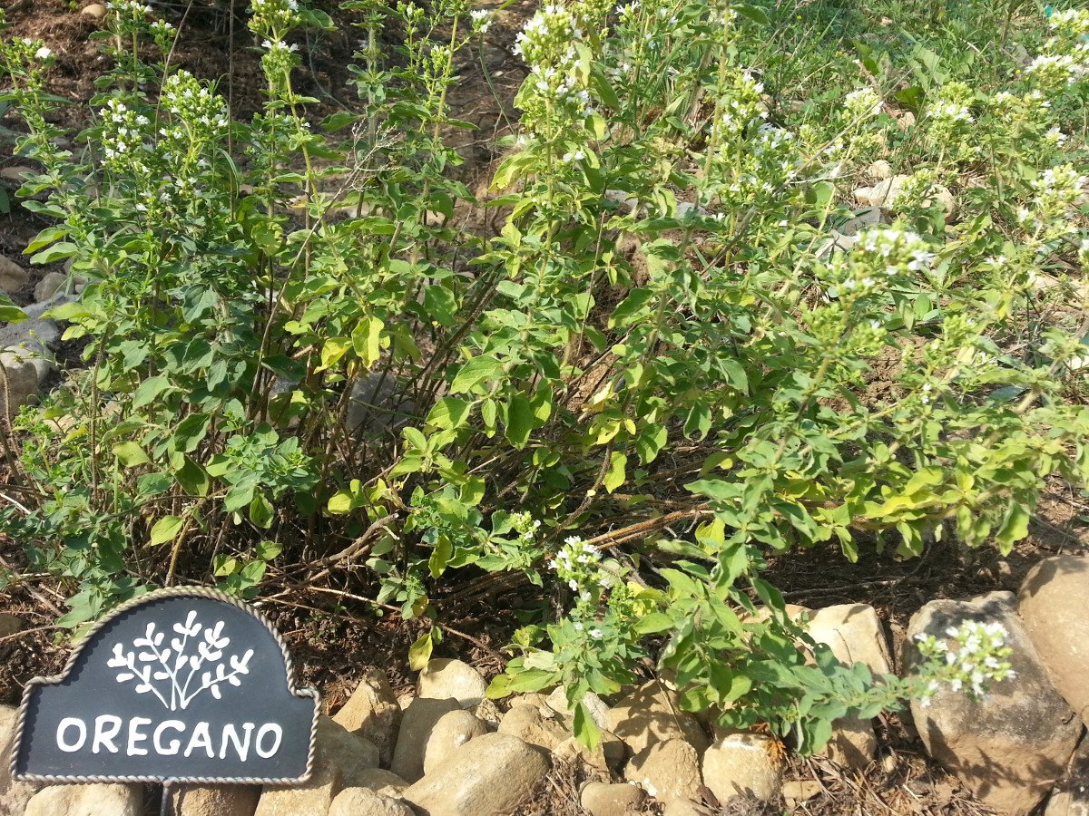 beforeharvest_oregano.jpg