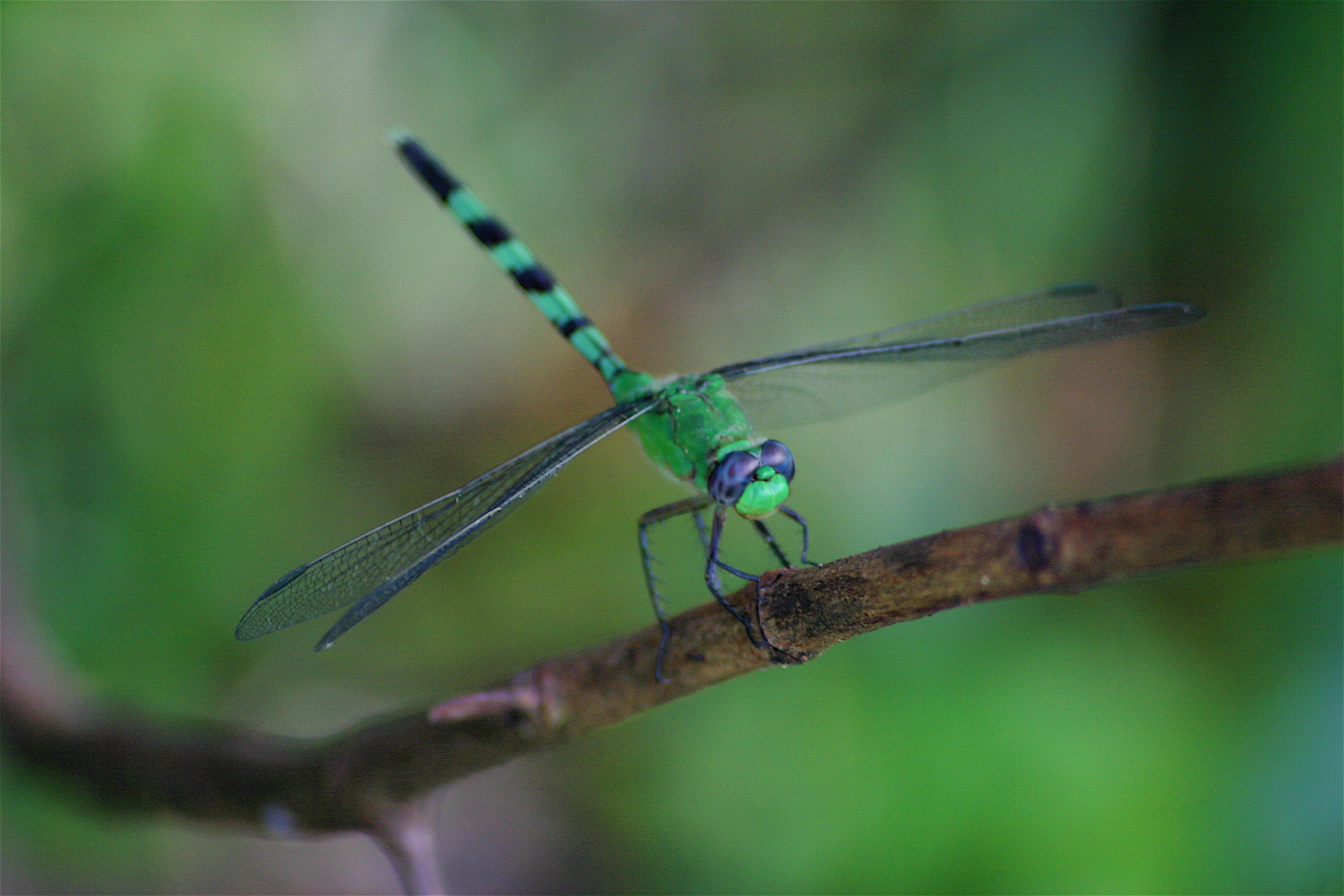 dragonfly 2-4.jpg