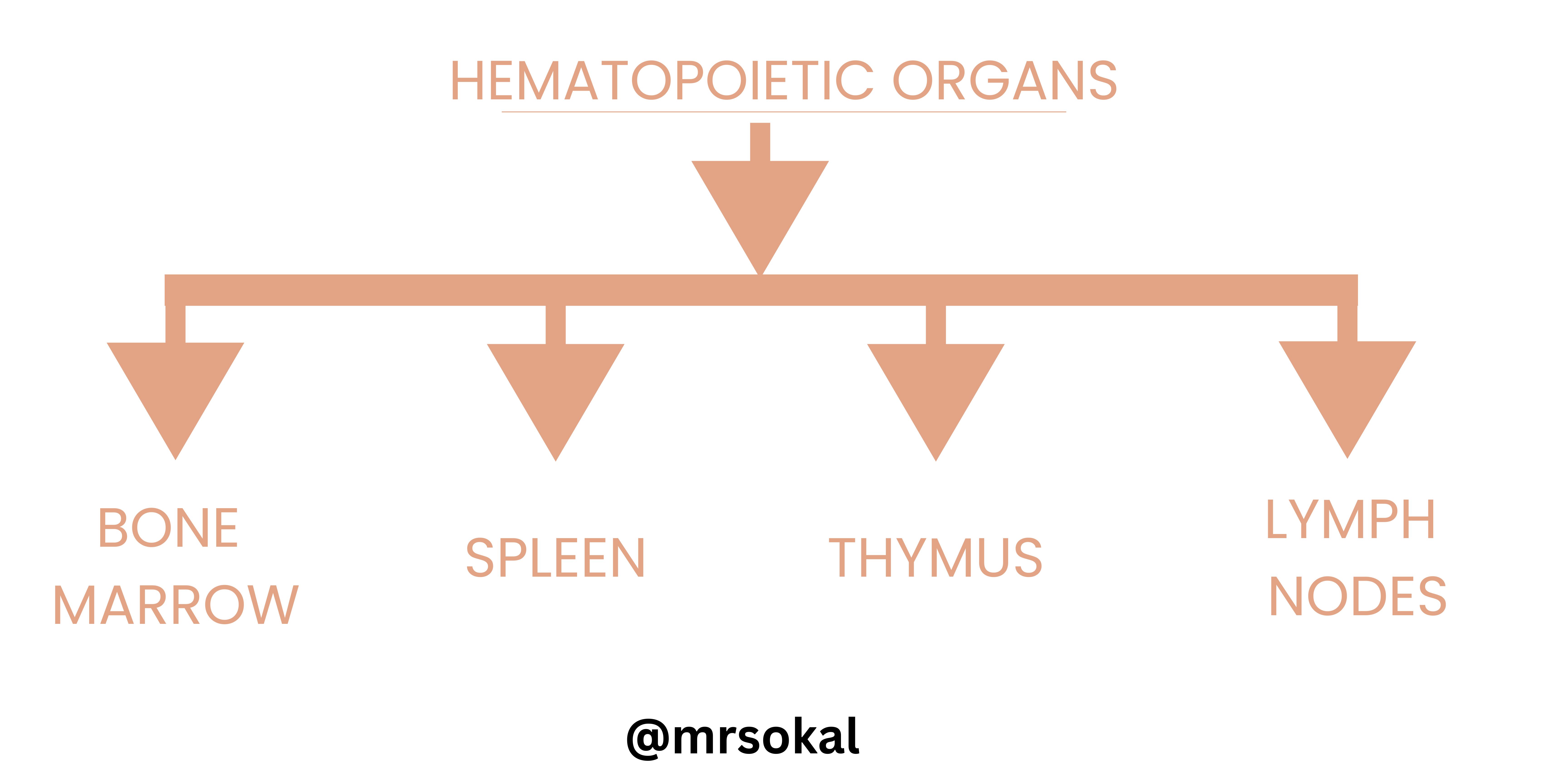 SEC S20W1 Hematopoiesis - Module 1 (1).jpg