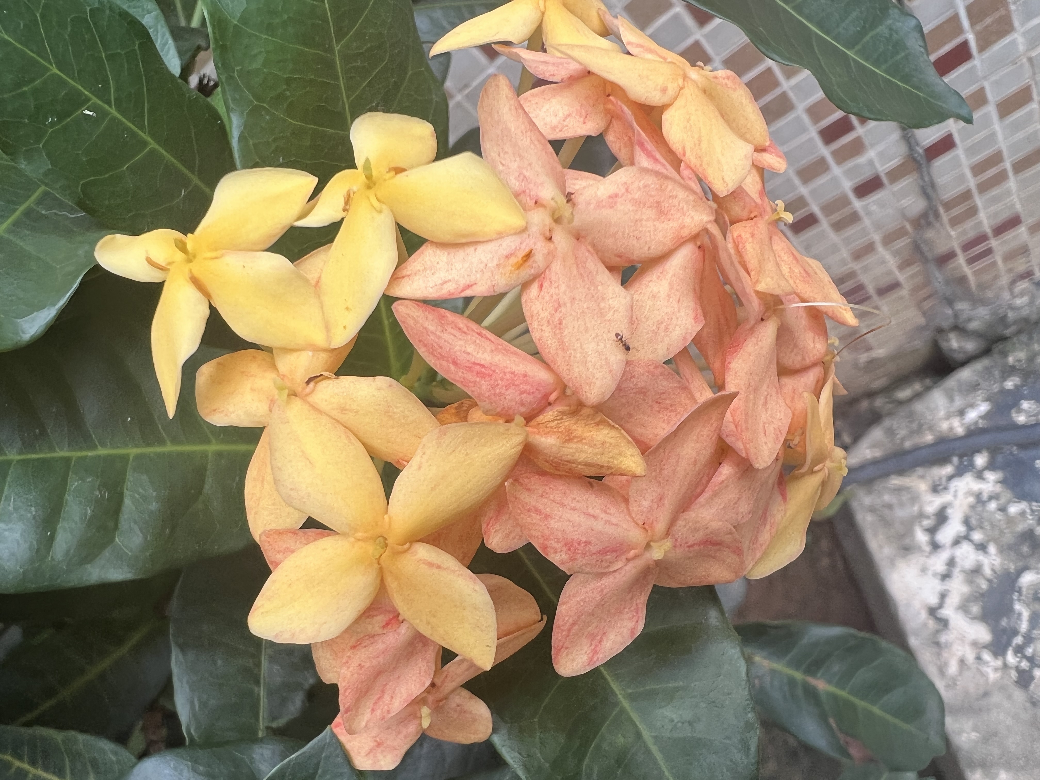 IMG_6186.jpeg