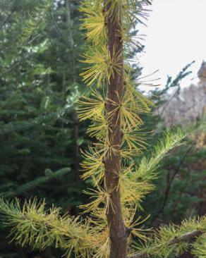 tree37.jpg