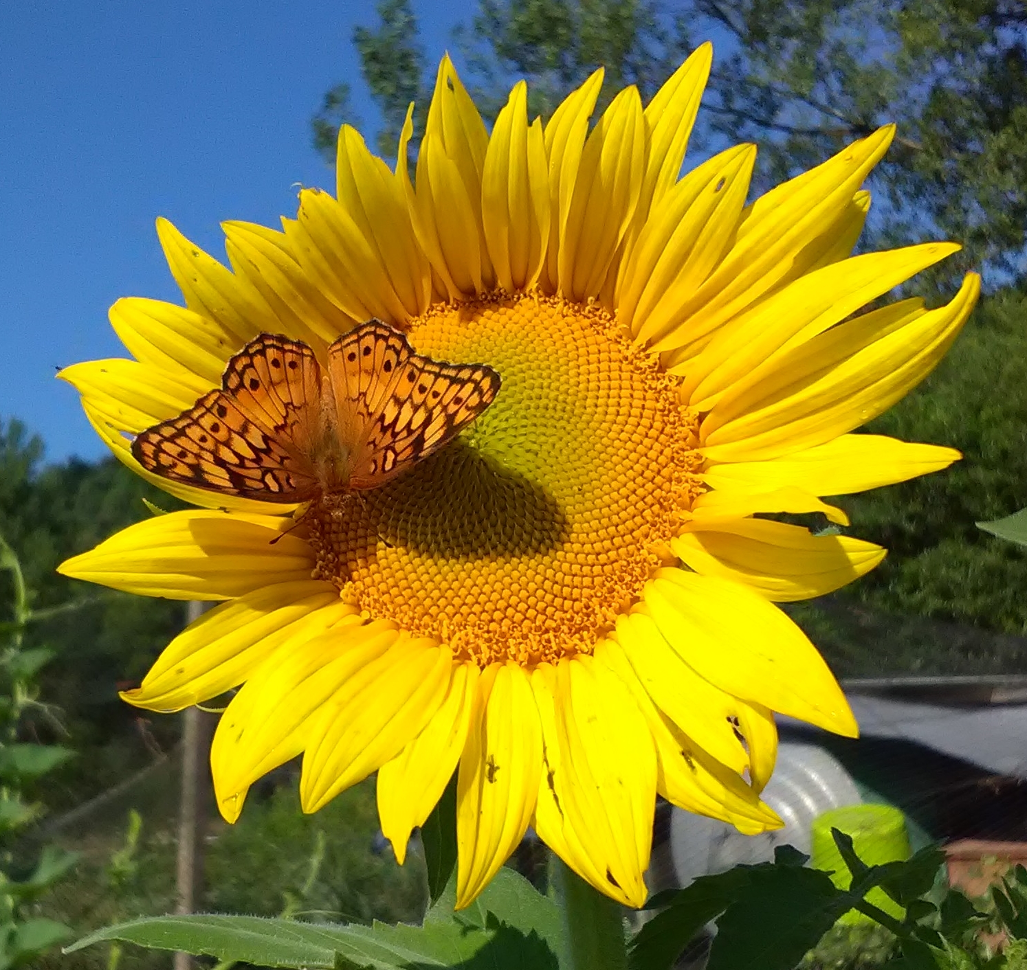 IMG_20180718_084445.jpg