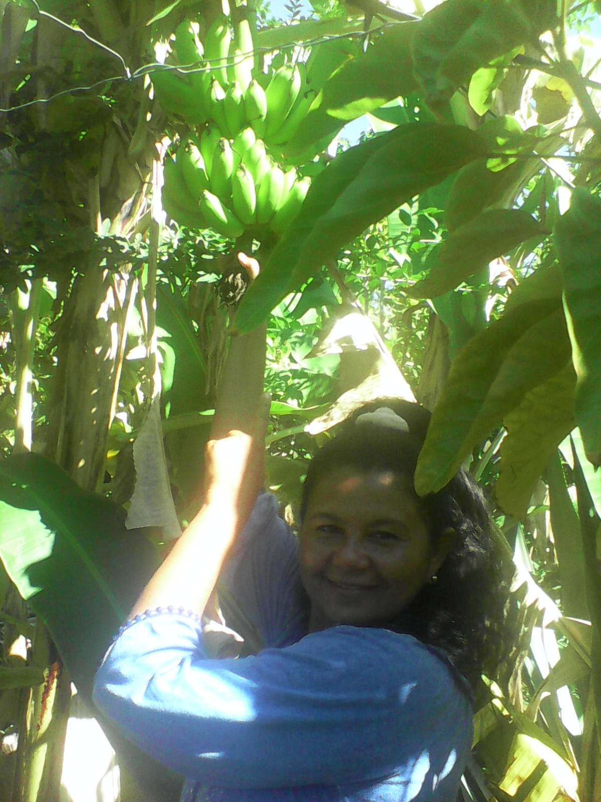 Arbol de Cambur.jpg