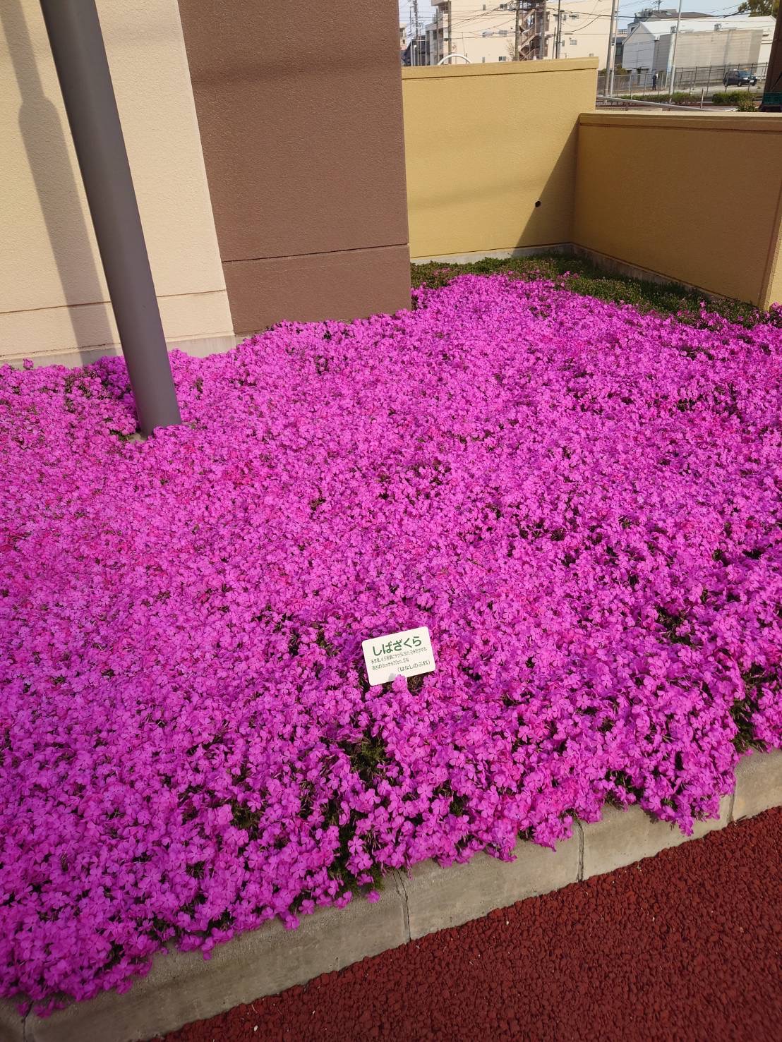 Sakura2.jpg