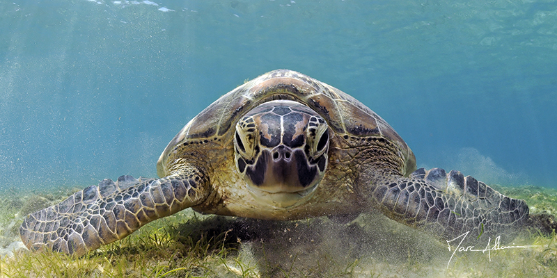 tortue22.jpg