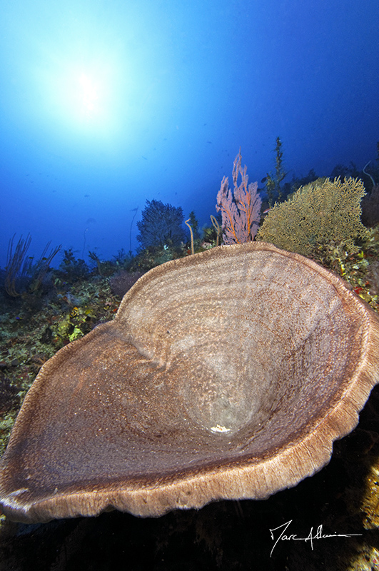 corail?.jpg