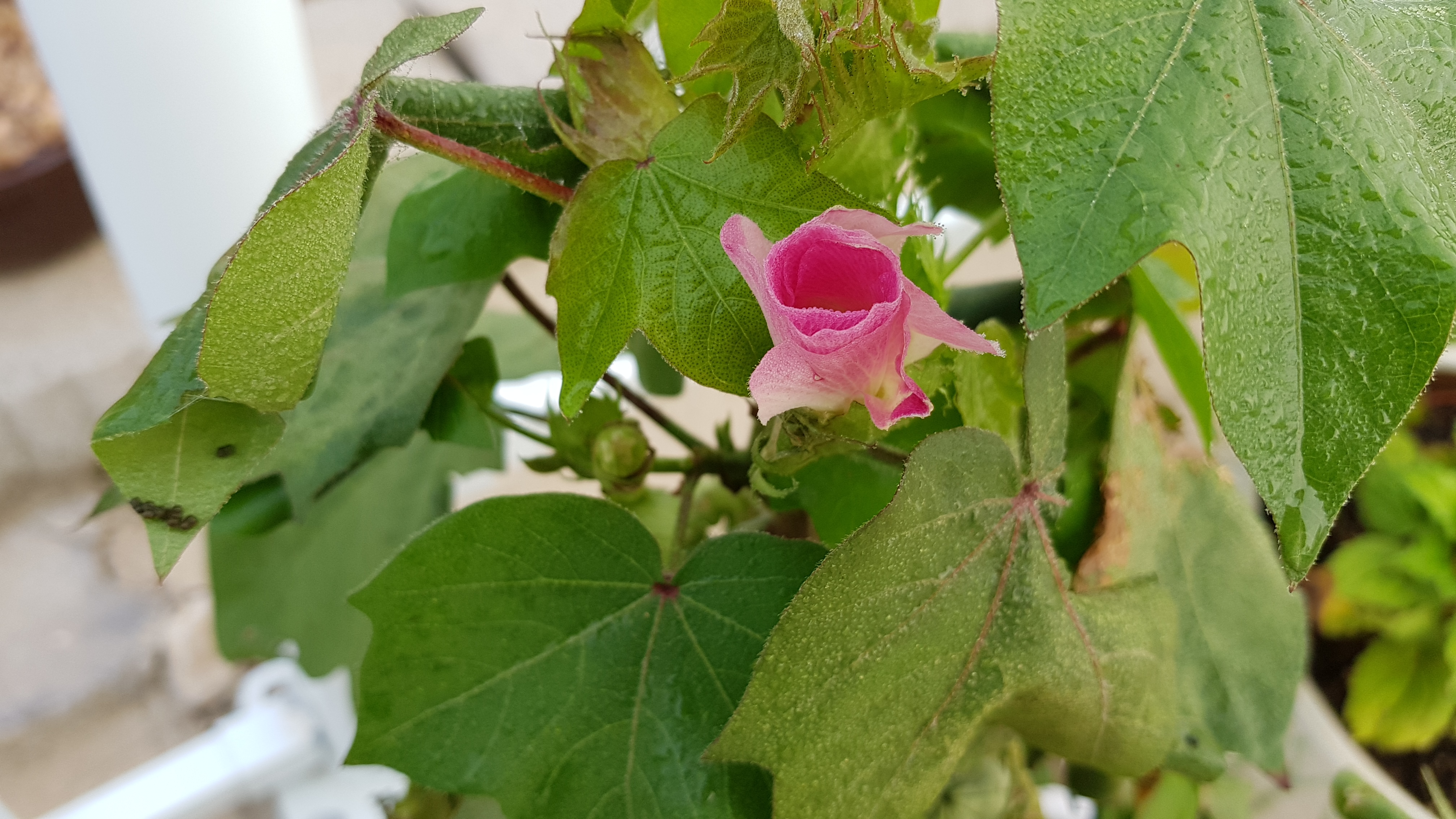 20180826_065546.jpg