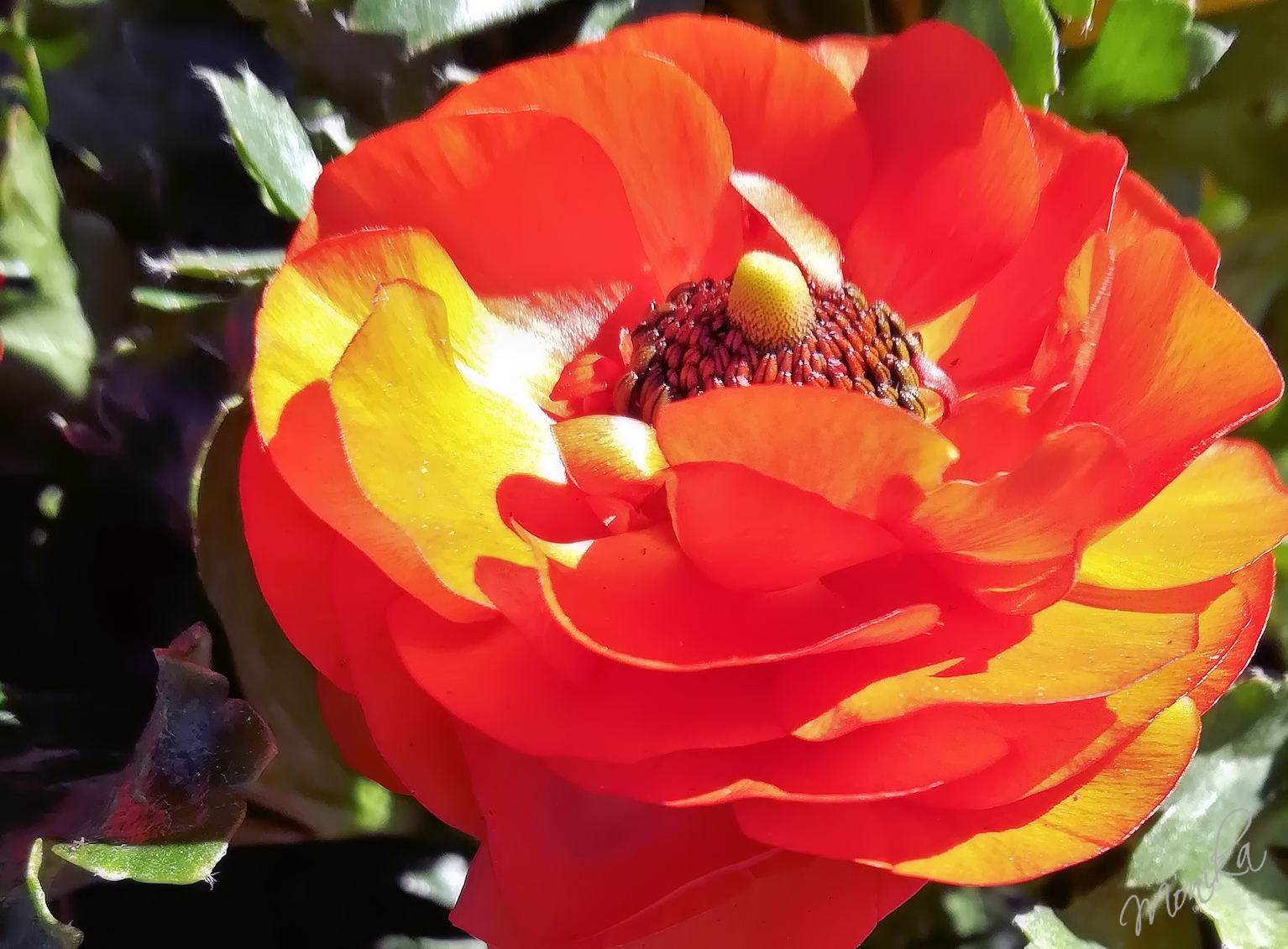 TuesdayOrange36.jpg/