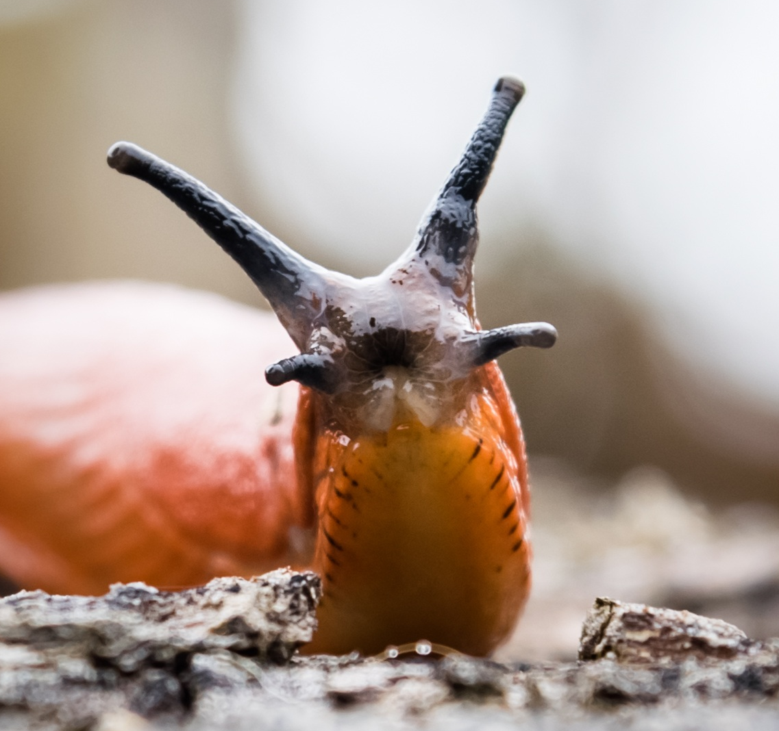 space-slug