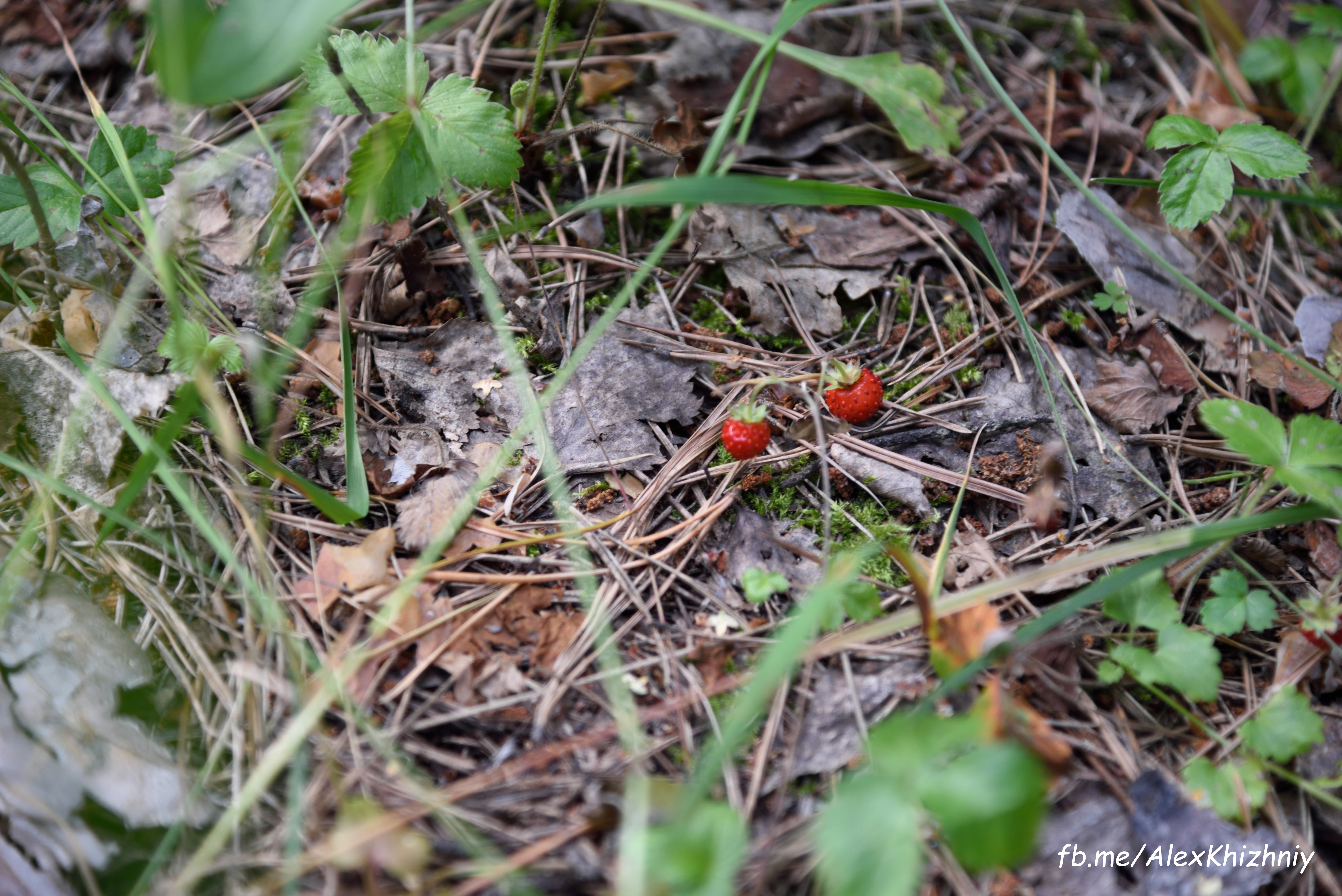 DSC_4370.jpg