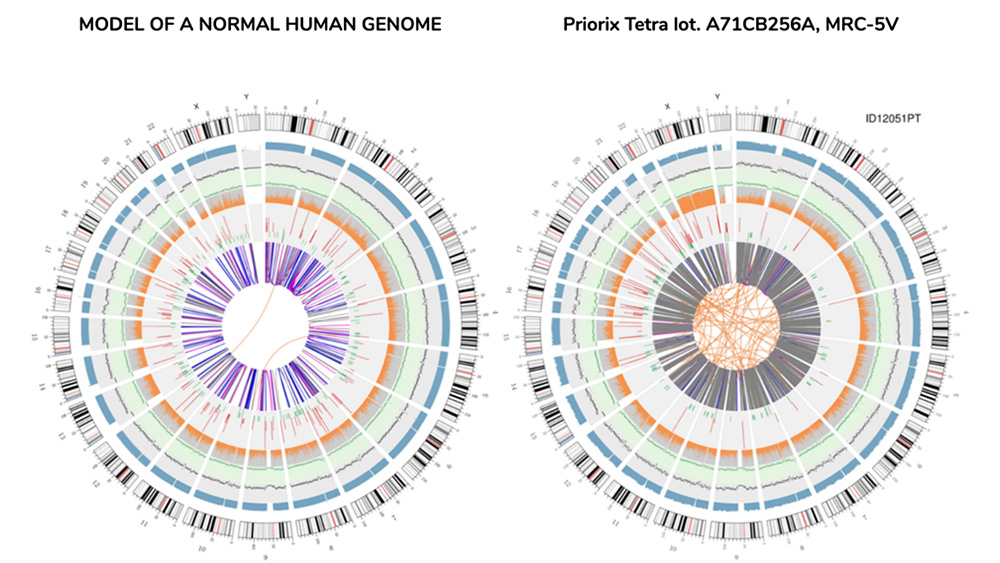 human-genome-sequencing-vaccines-mrc-5.jpg