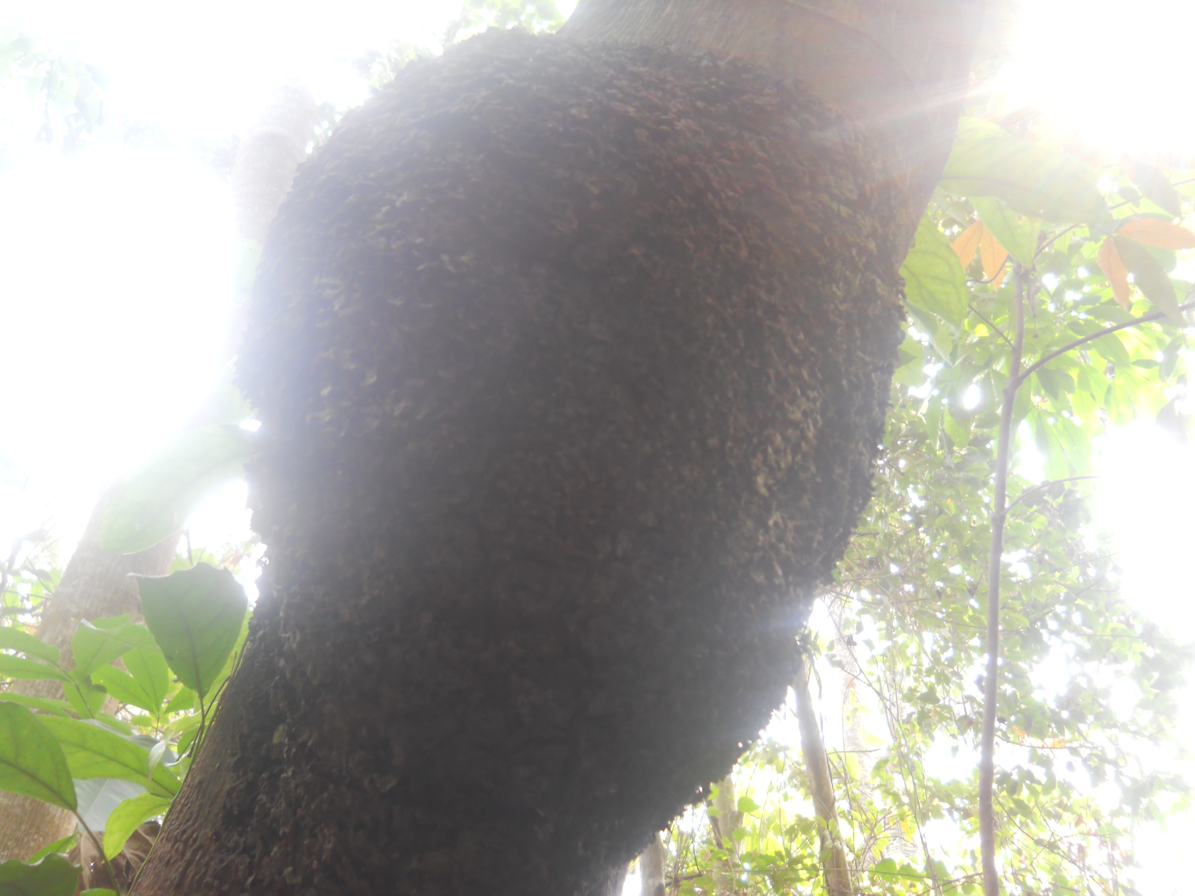 DSCN5337.JPG